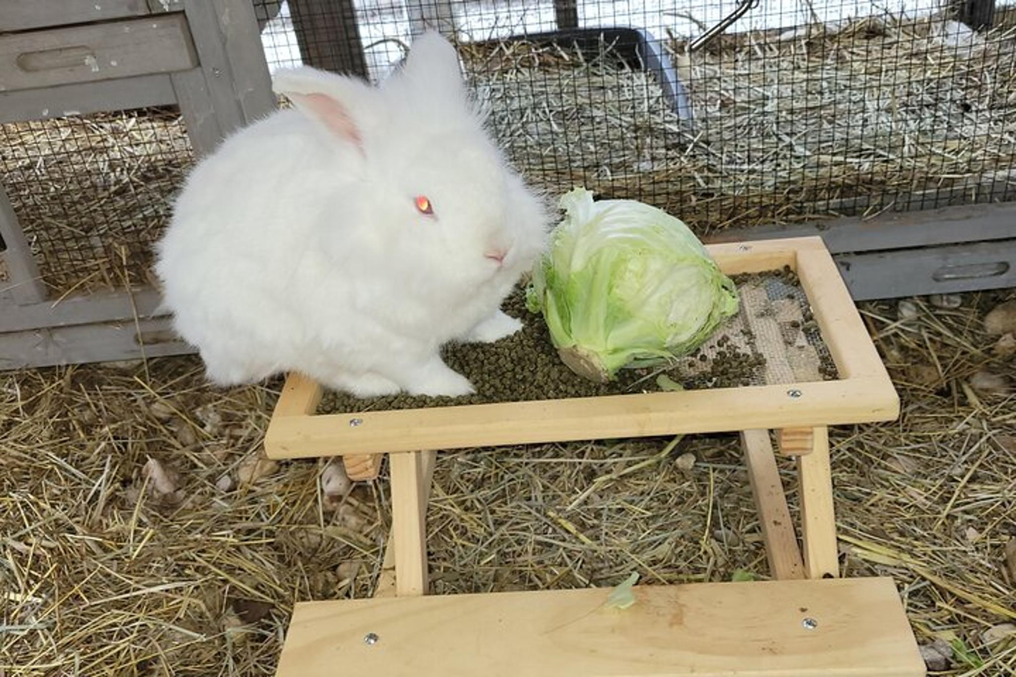 Navarre Rabbit and Chicken Petting Experience 1 hr - Image 5