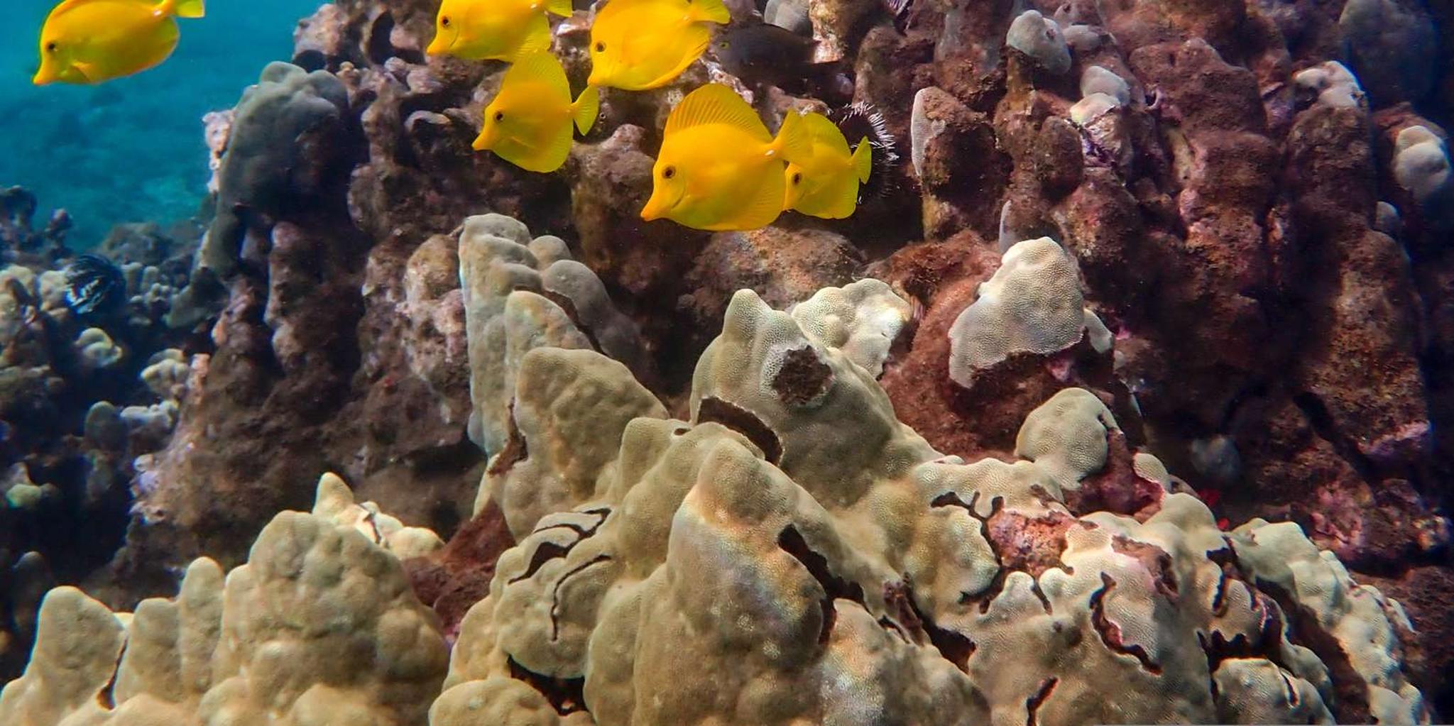 Maui Clear Kayak and Snorkel Tour - Image 5