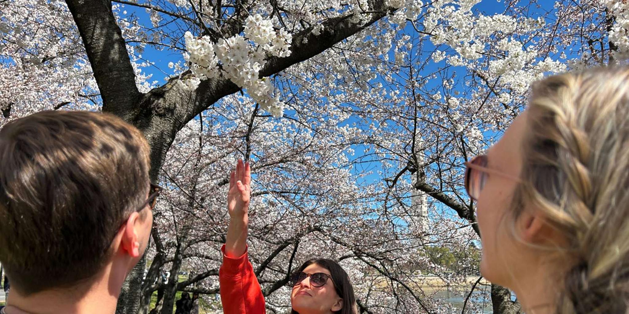 Washington DC Cherry Blossoms Walking Tour - Image 1