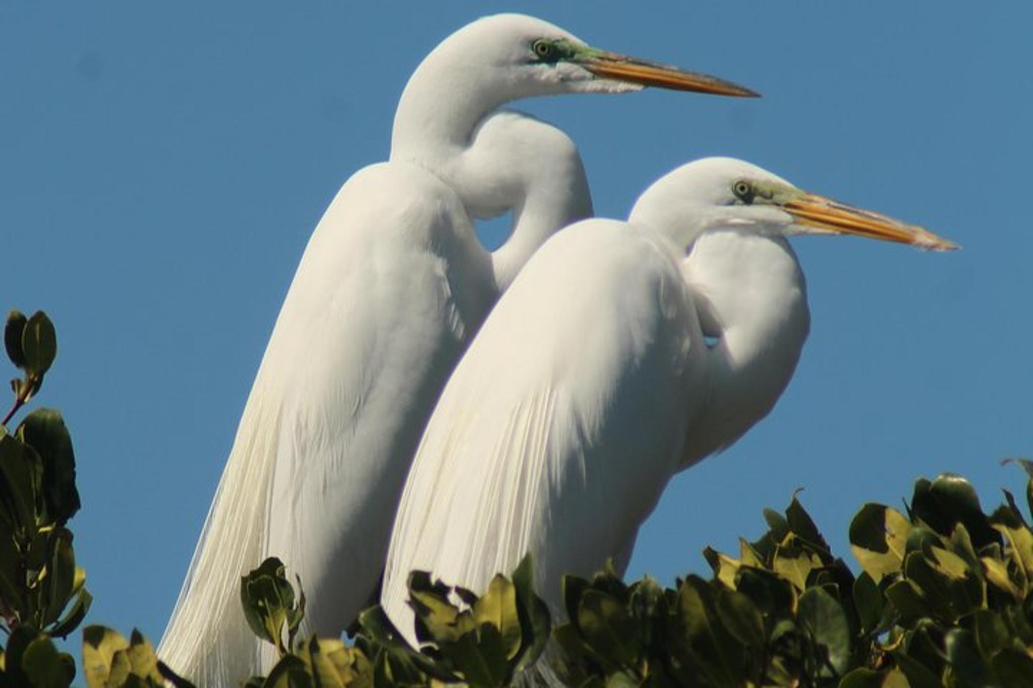 Everglades Eco Tour: Boat, Kayak, and Walk - Image 5