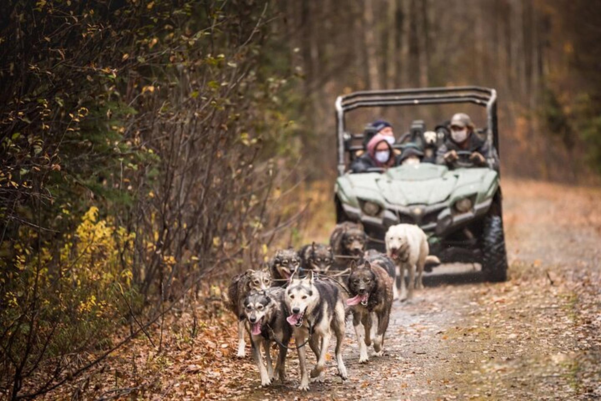 Fairbanks Fall Foliage Mushing Cart Ride - Image 5