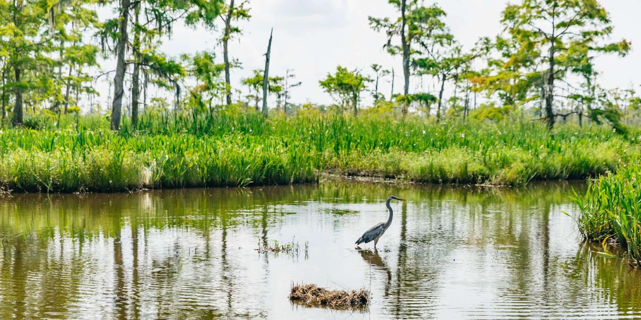 New Orleans Airboat Swamp Tour - Image 4