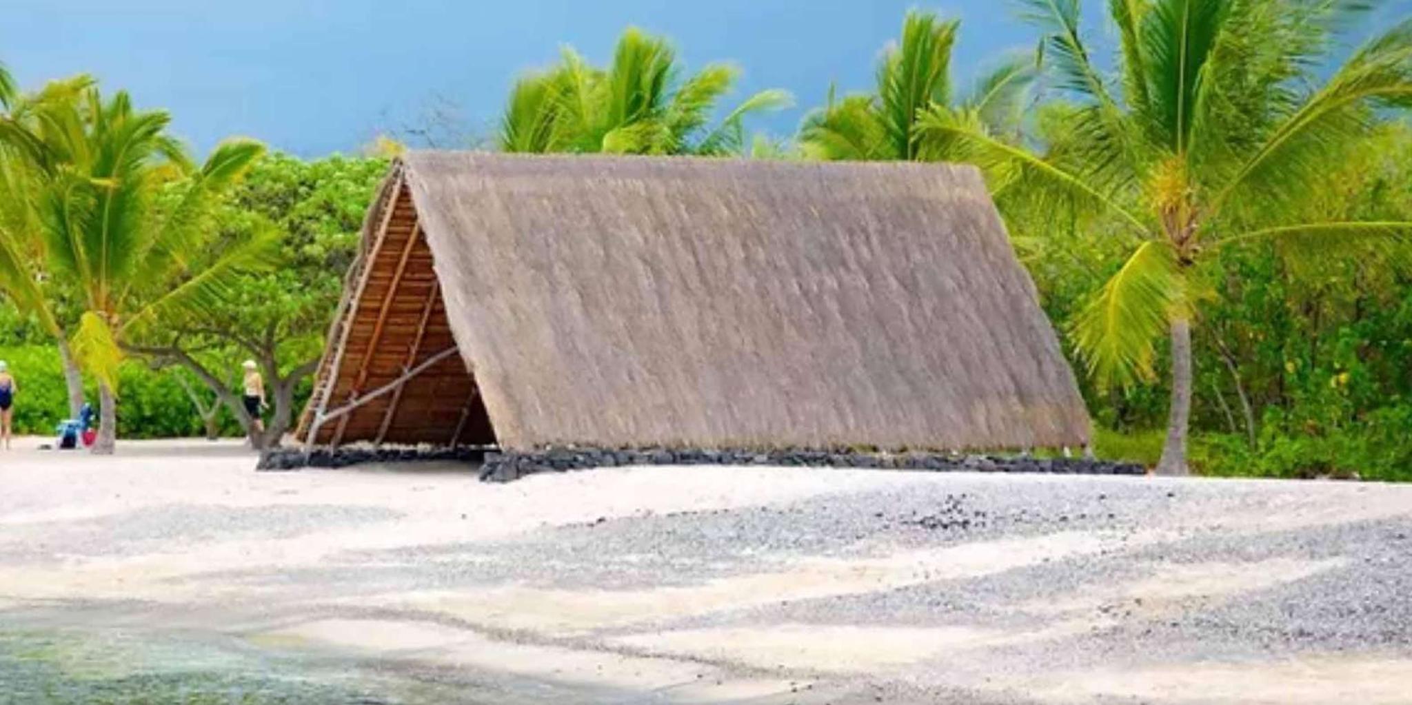 Kona Coffee and Sea Turtles Tour - Image 2