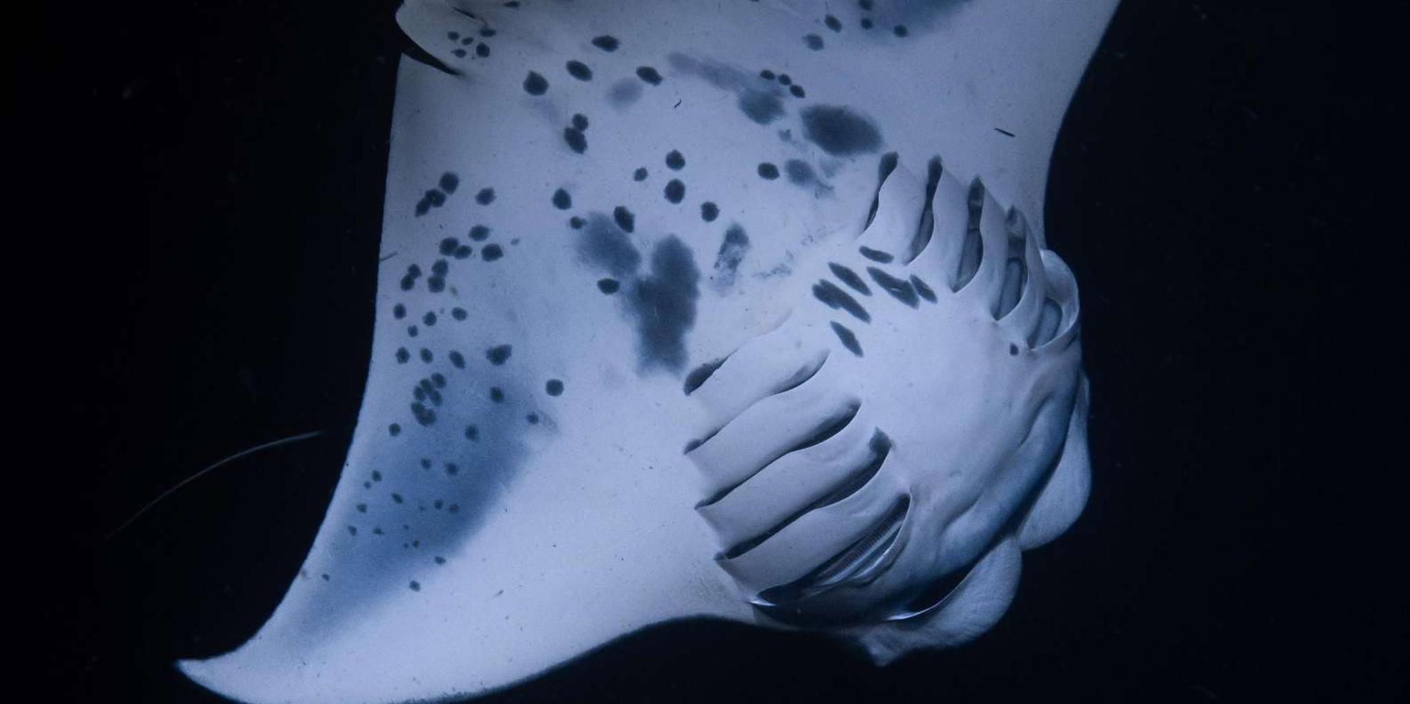 Kona Manta Ray Night Snorkel with Free Videos 2 hr - Image 2