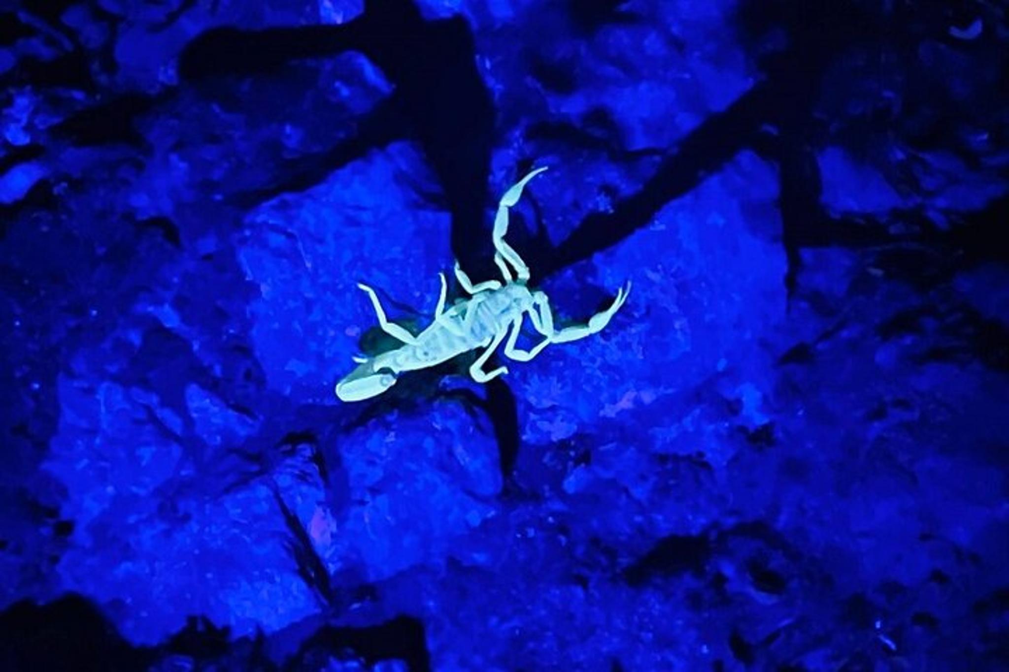 Phoenix Night Glow Hike - Image 6