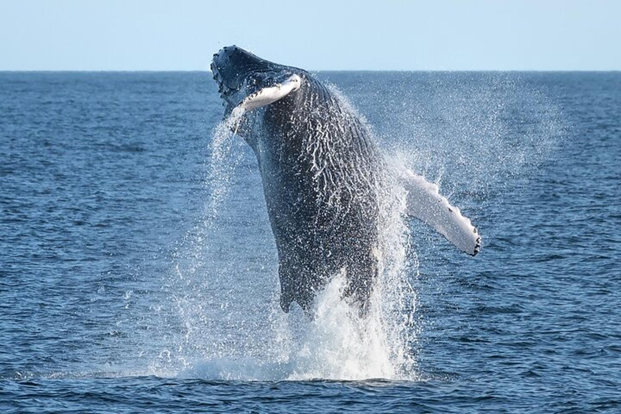 New York City Whale Watching Cruise - Image 2