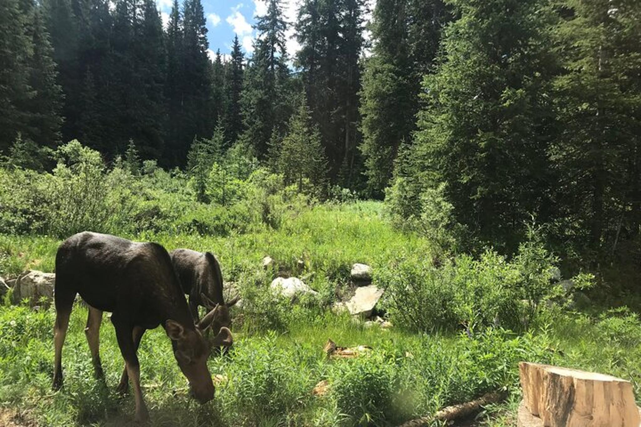 Denver Airport Transfer to Vail or Beaver Creek - Image 4