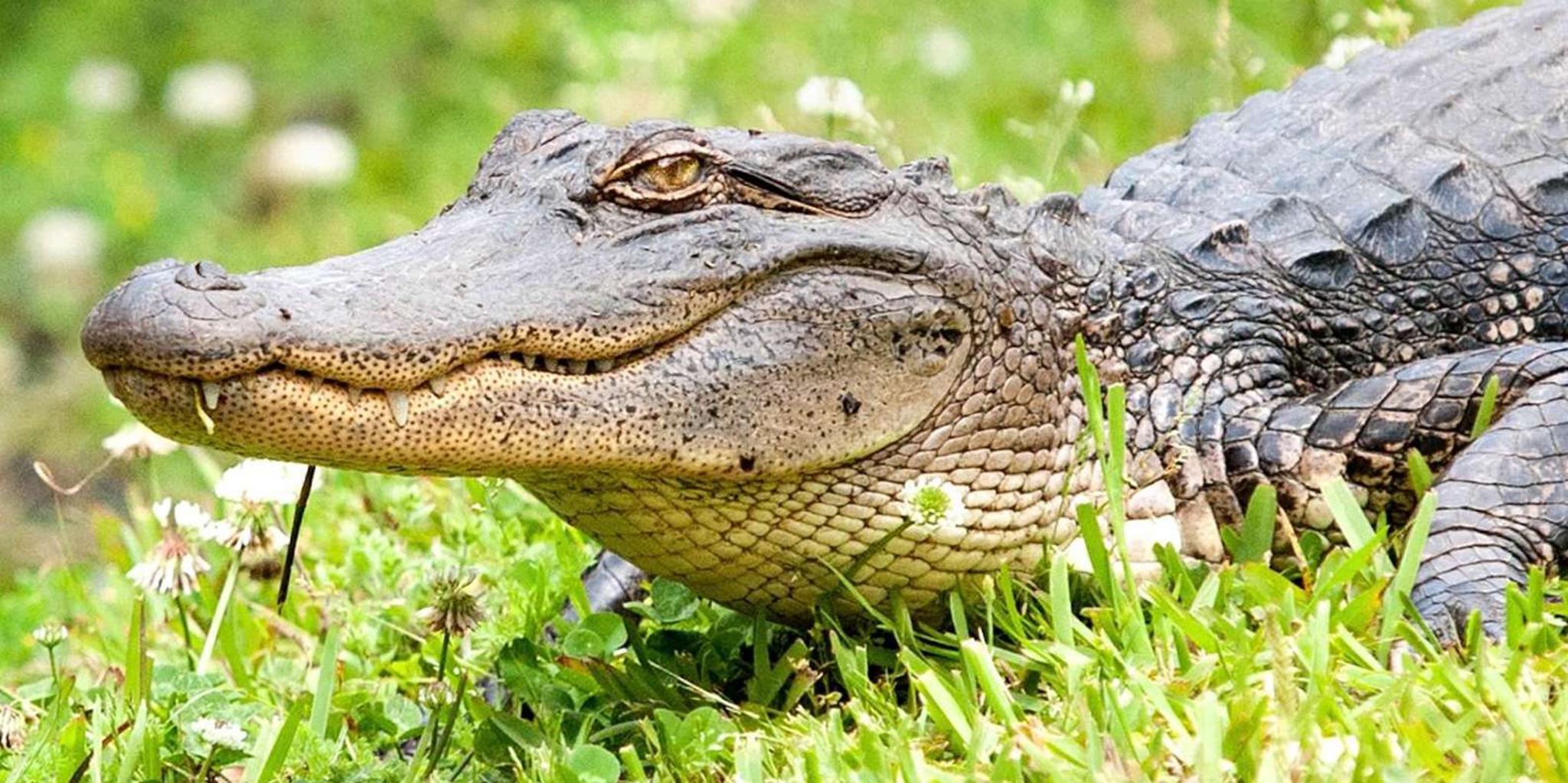New Orleans Swamp and Bayou Alligator Tour