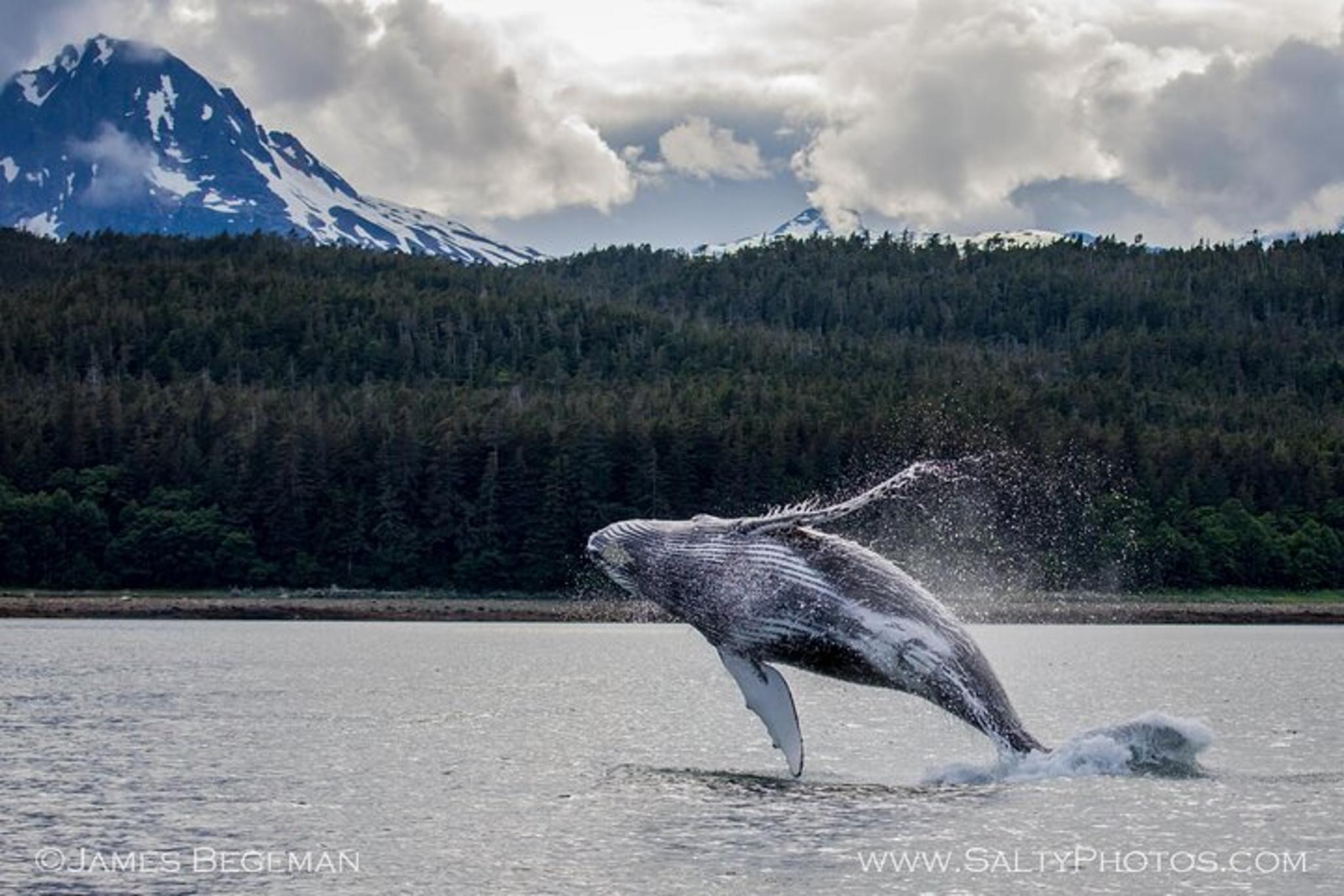 Hoonah Whale-Watching Tour - Image 3
