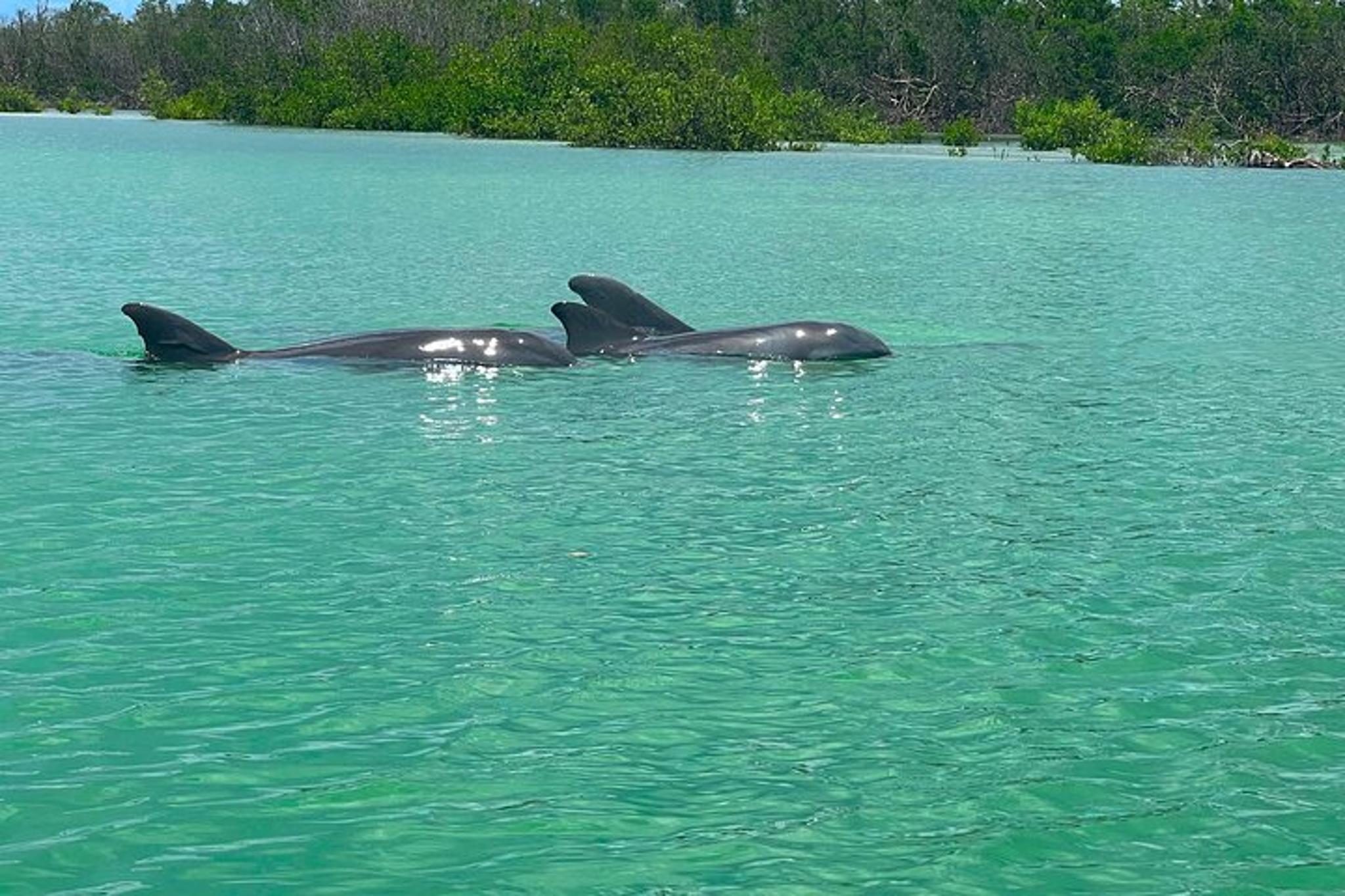 Bonita Springs Kayak Self-Guided Island EcoTour