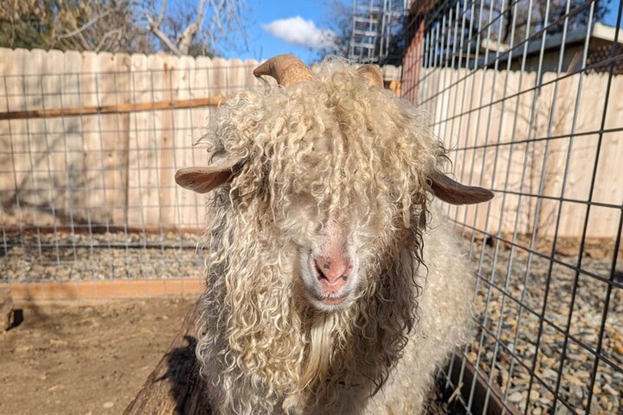 Blossom Peak Farm Tour - Image 4