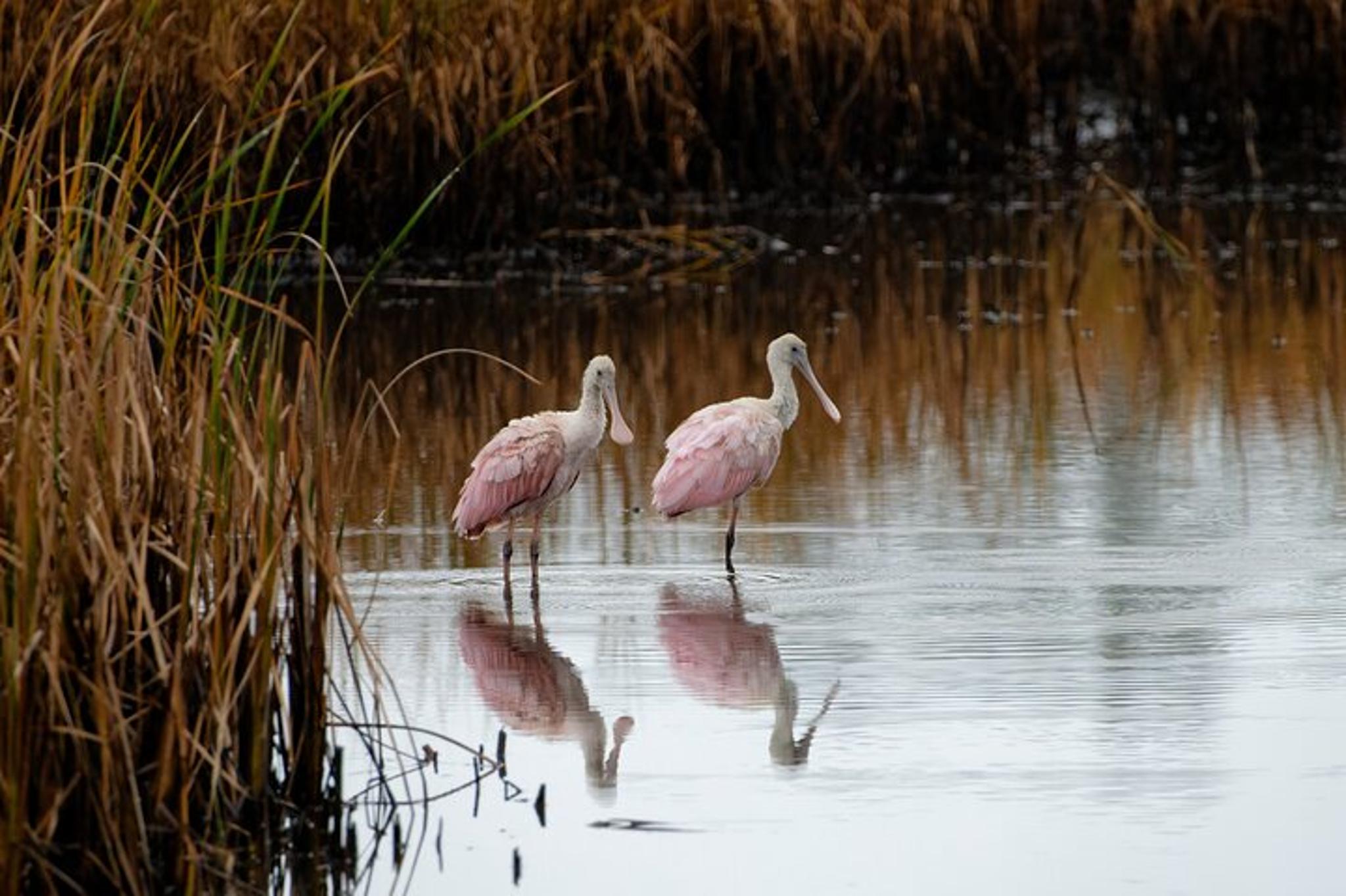Charleston Wildlife Photography Tour 4 hr - Image 3