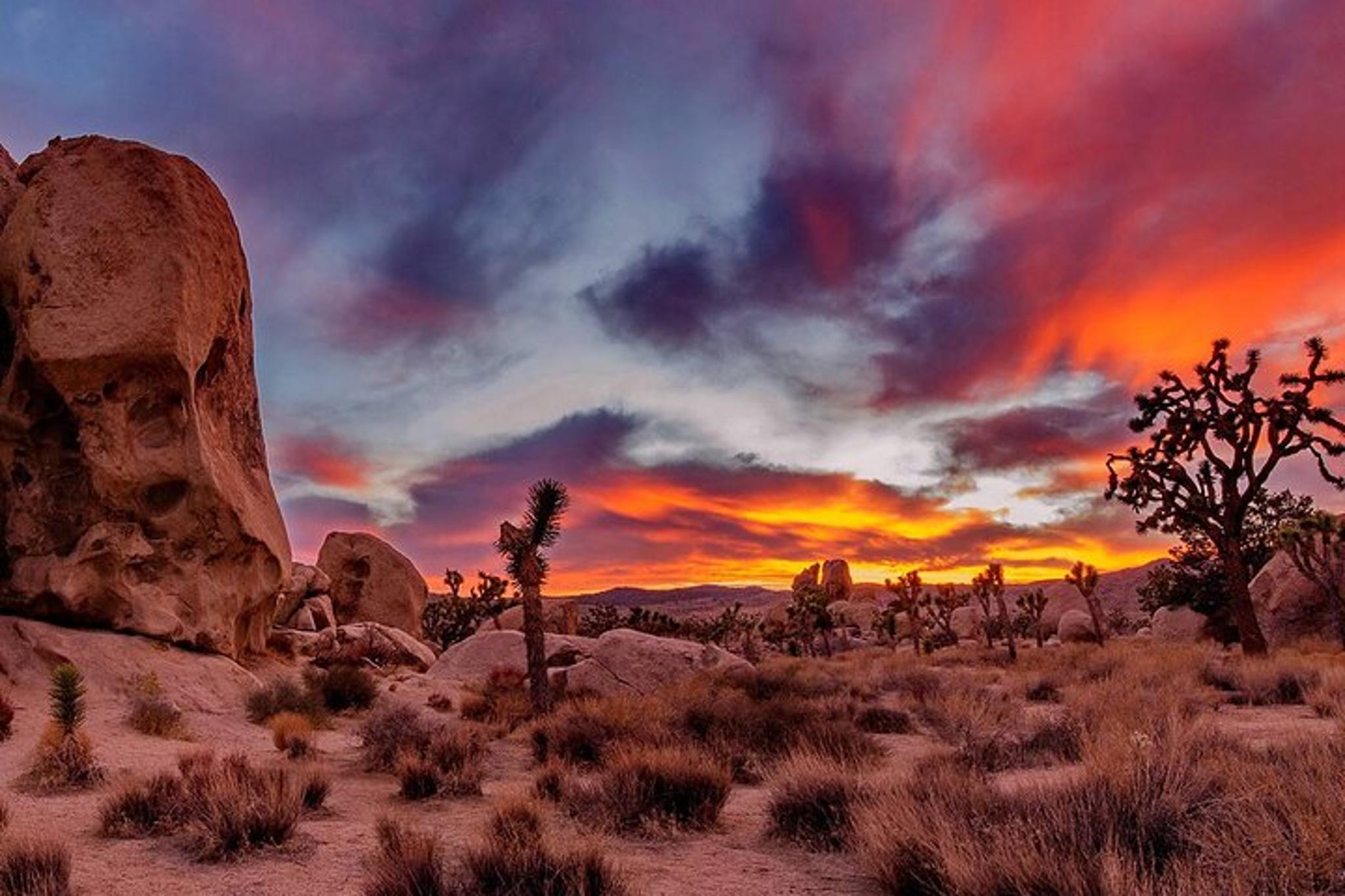 Los Angeles Joshua Tree National Park Day Tour