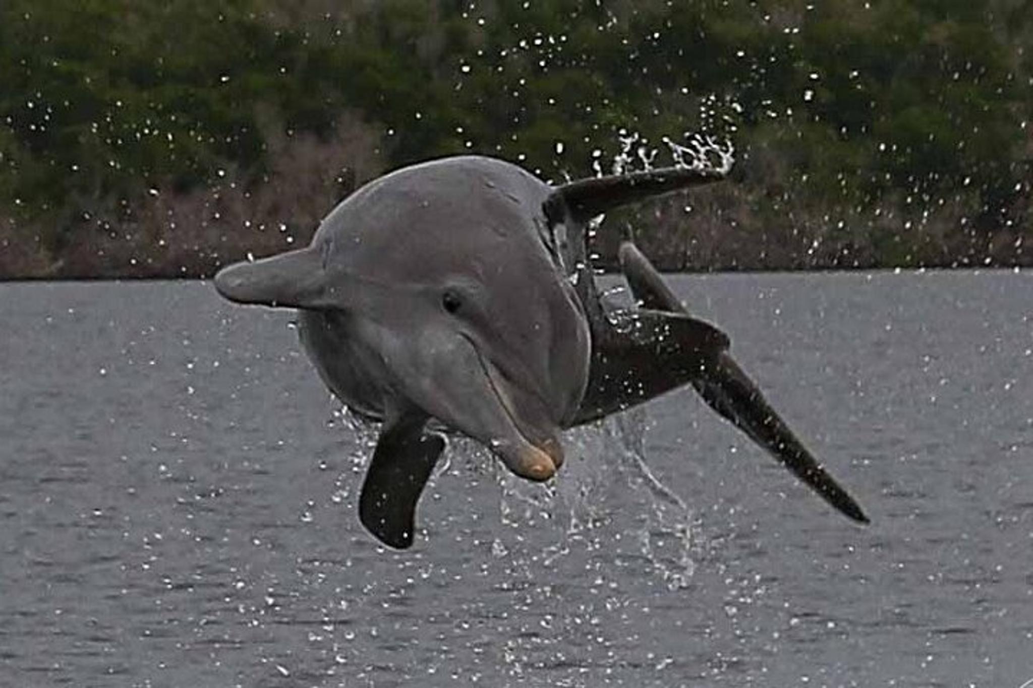 Everglades Photo and Birding Boat Safari - Image 2