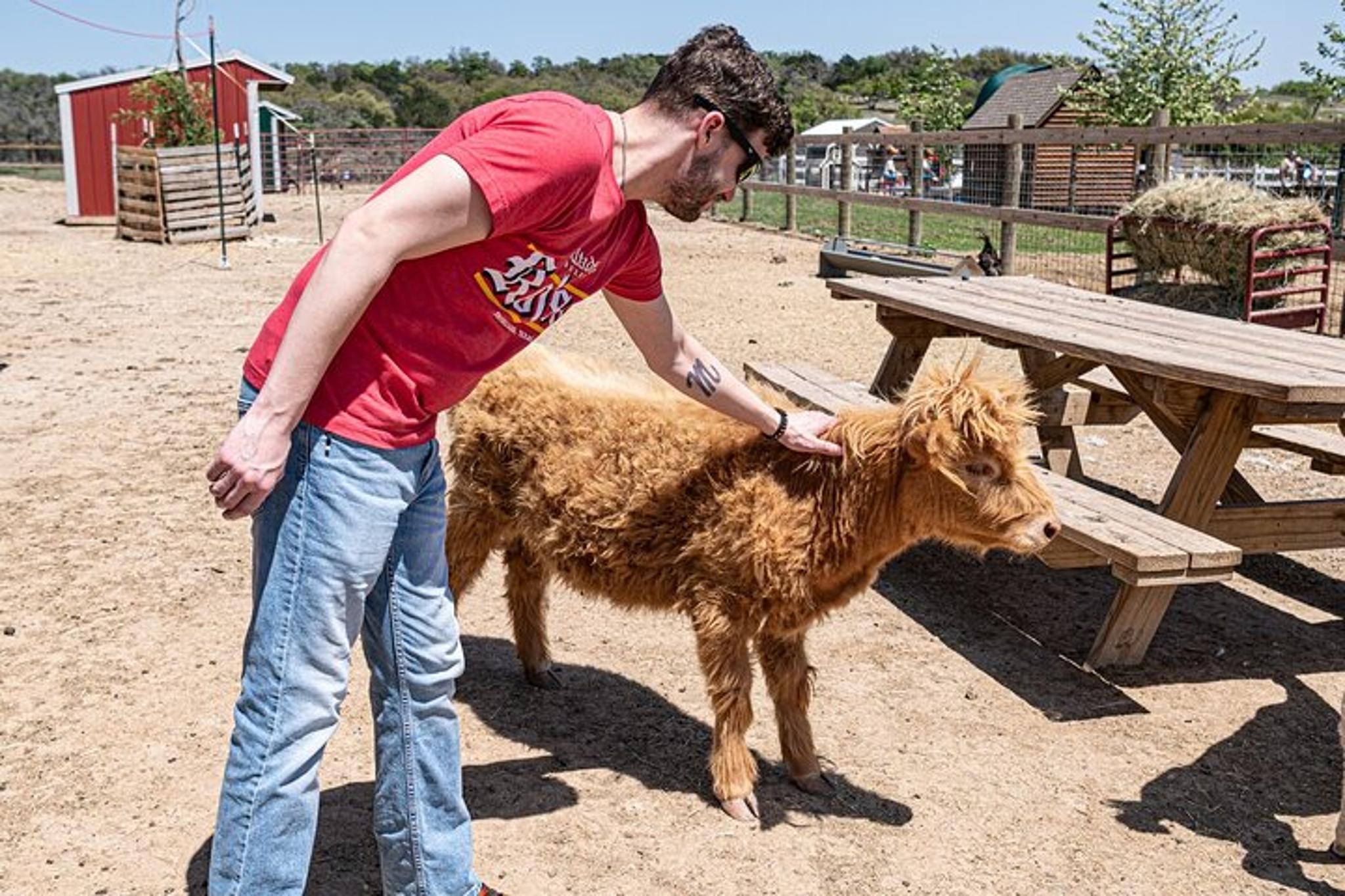 Fredericksburg Cow Cuddling Experience 30 min - Image 2