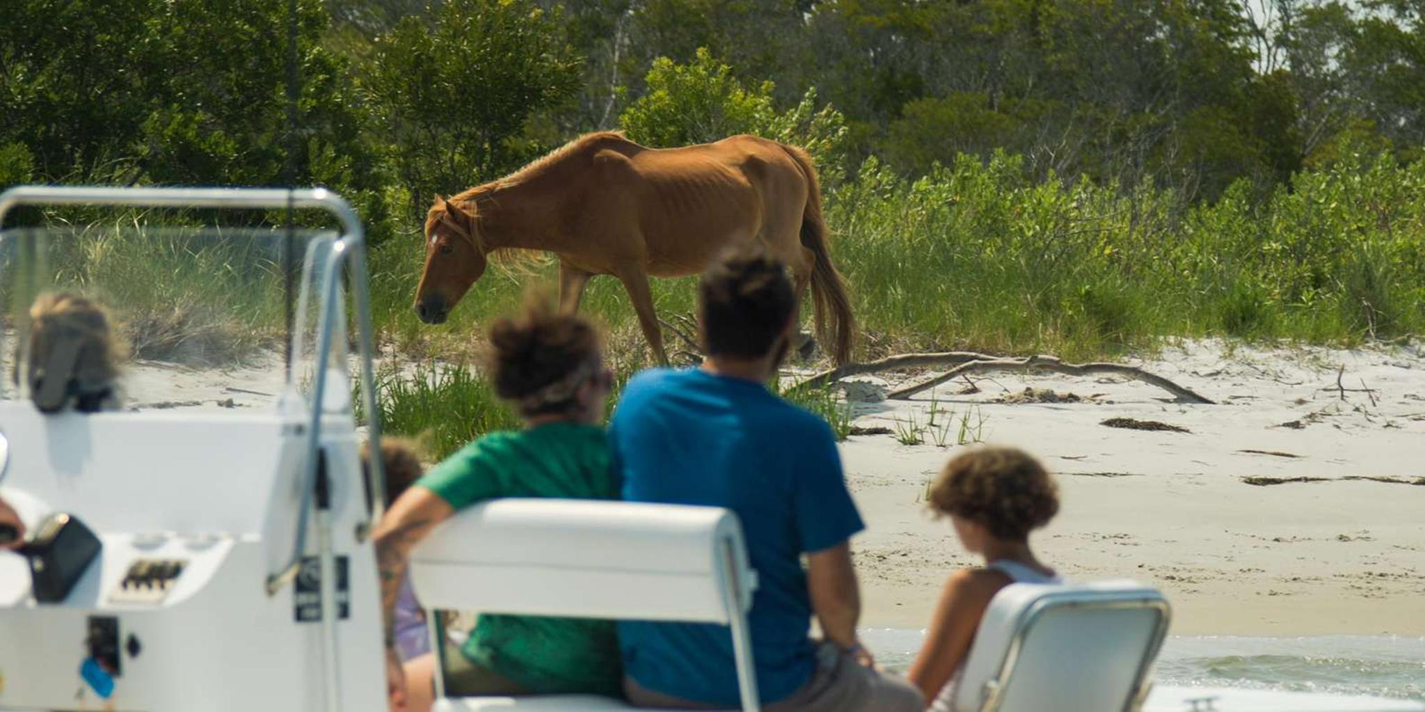 Ocean City Assateague Island Cruise