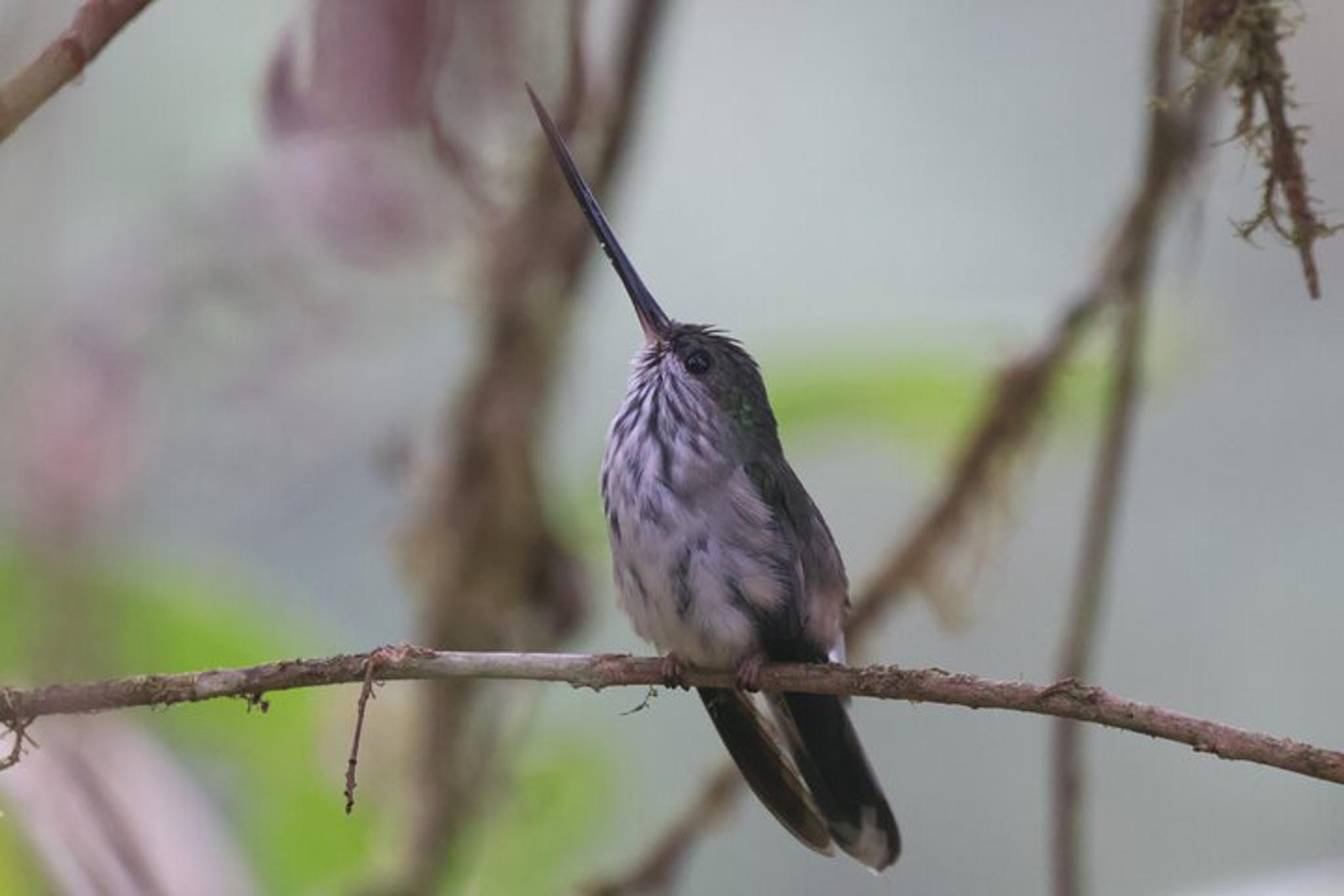 Ecuador Birding Photo Tour Andes to Amazon 10 Days - Image 5