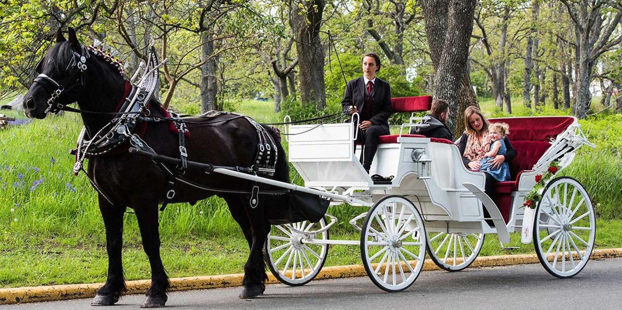 New York City Central Park Horse Carriage Ride