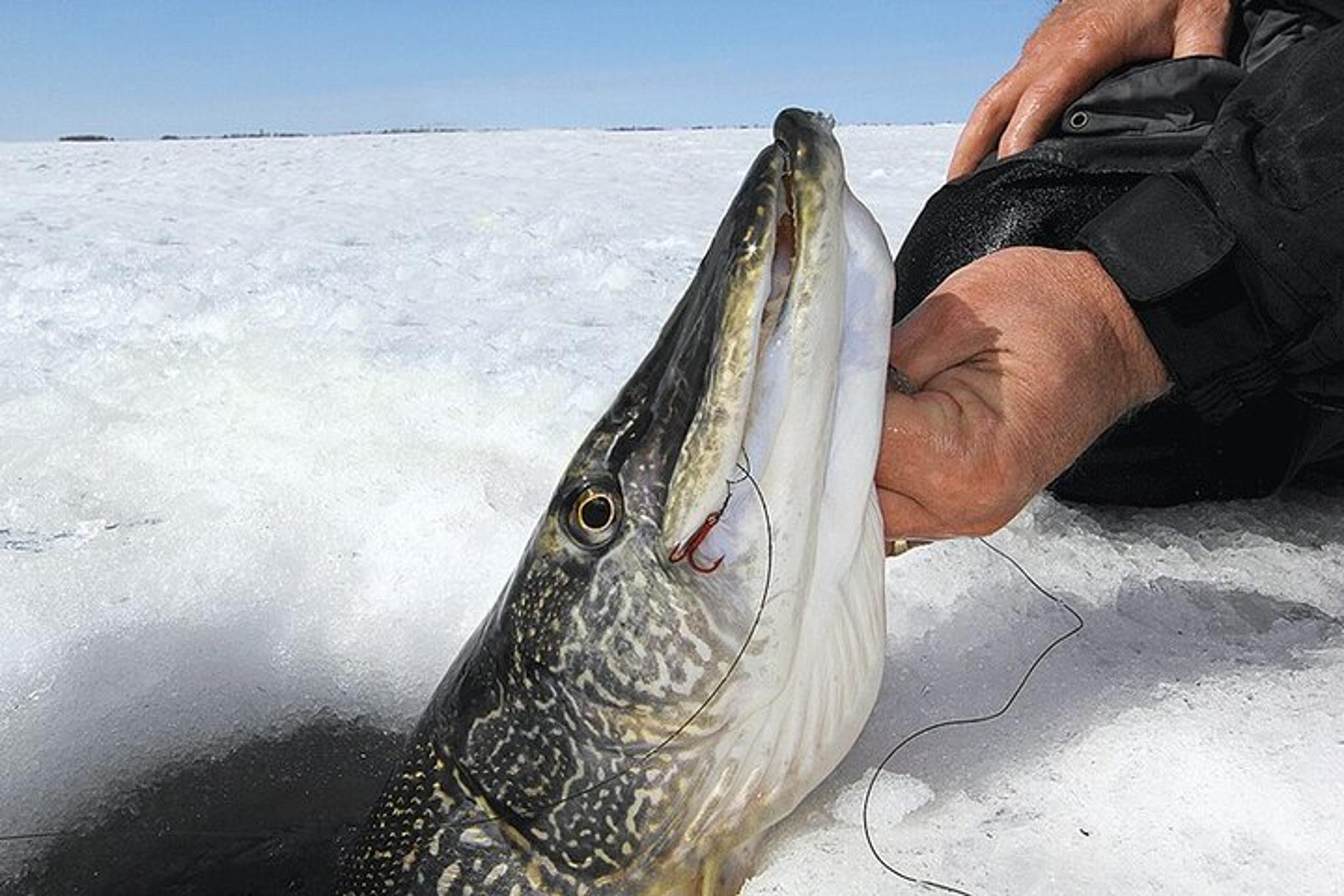 Fairbanks Ice Fishing Tour - Image 3