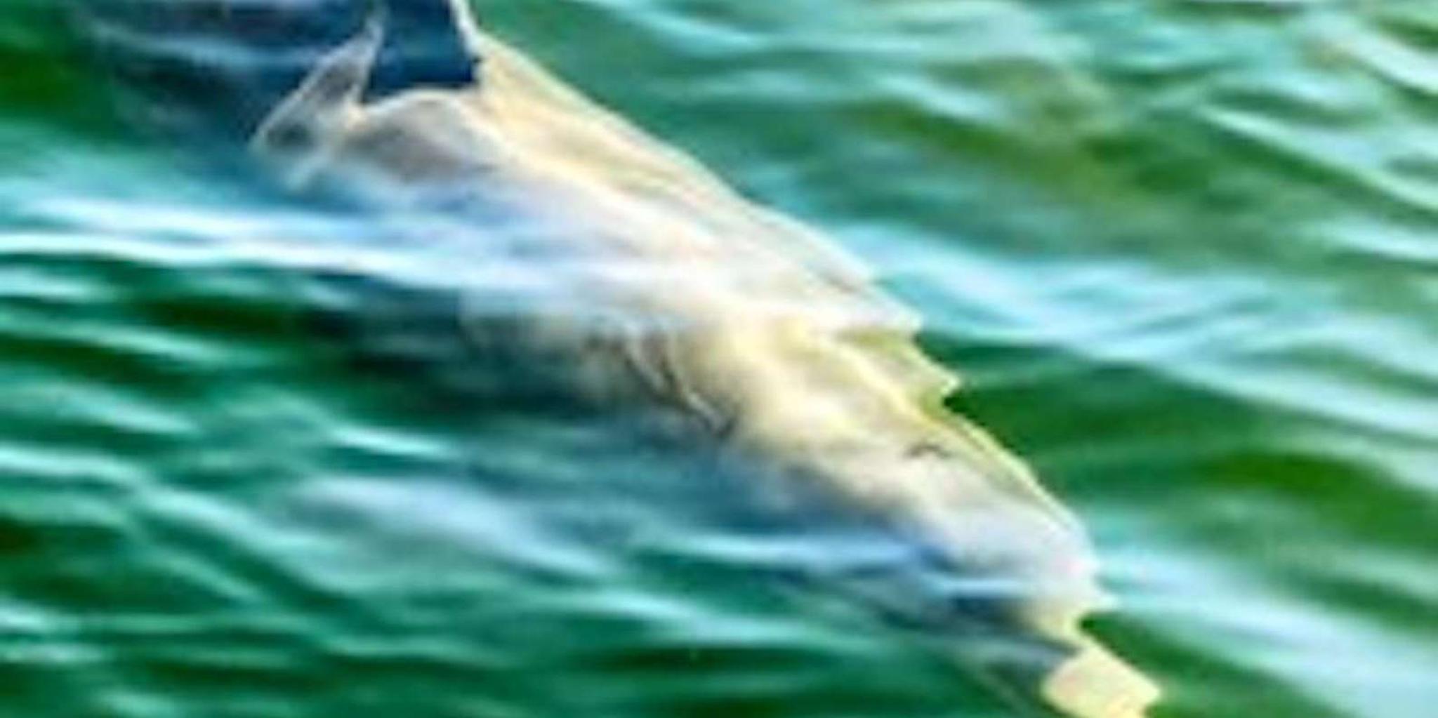 Hilton Head Island Dolphin Watching Boat Tour - Image 3