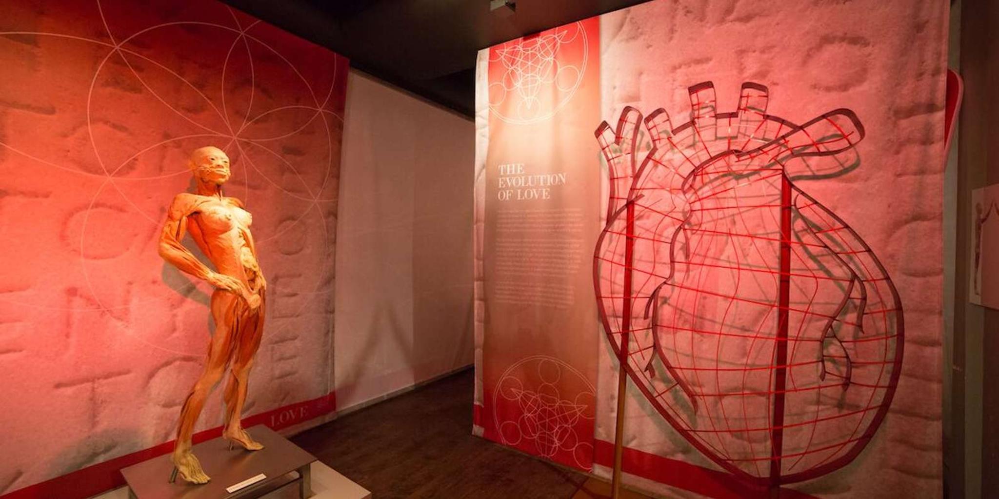 Las Vegas REAL BODIES Exhibit Entry Ticket - Image 5