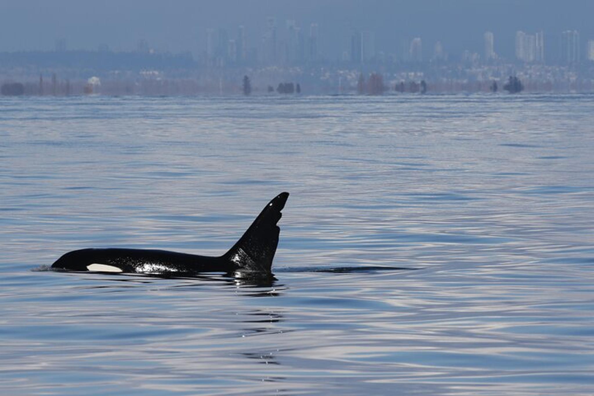 Orcas Island Orca Whale Tour - Image 3
