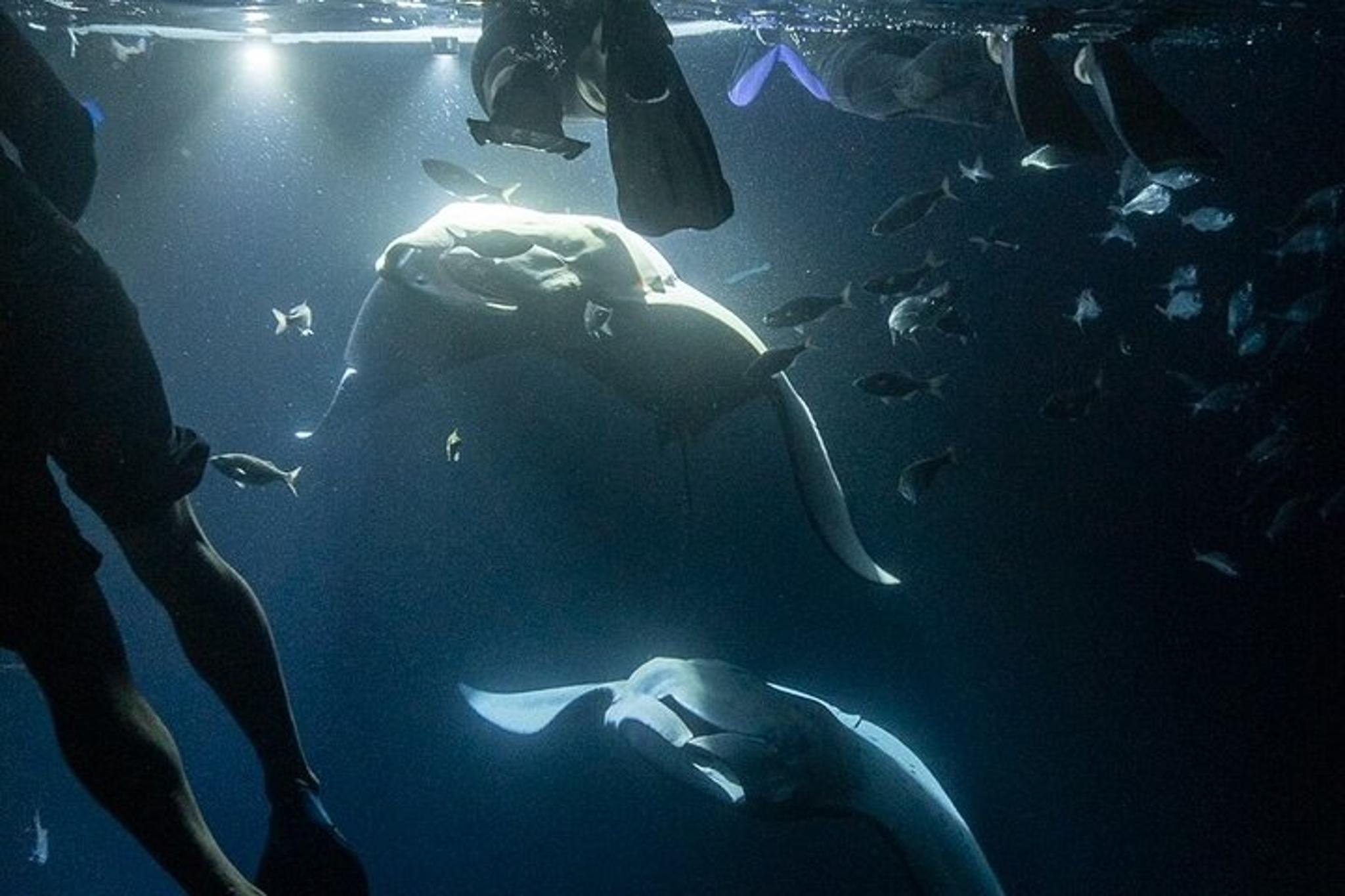 Hawaii Manta Ray Snorkel Experience 2 hr - Image 1