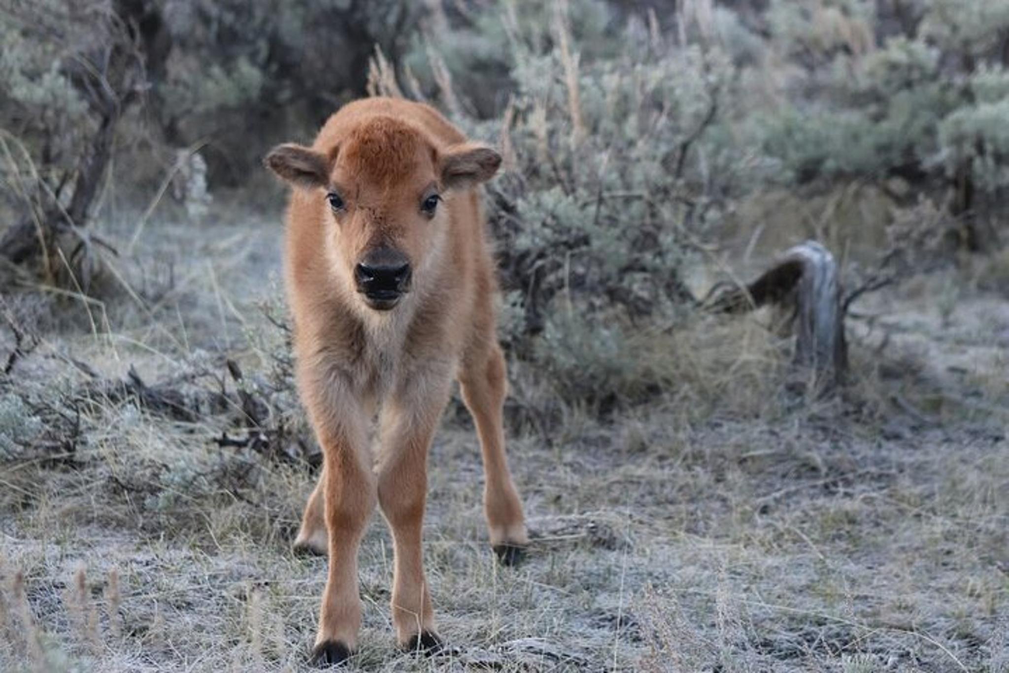 Badlands Sunrise Tour - Image 5