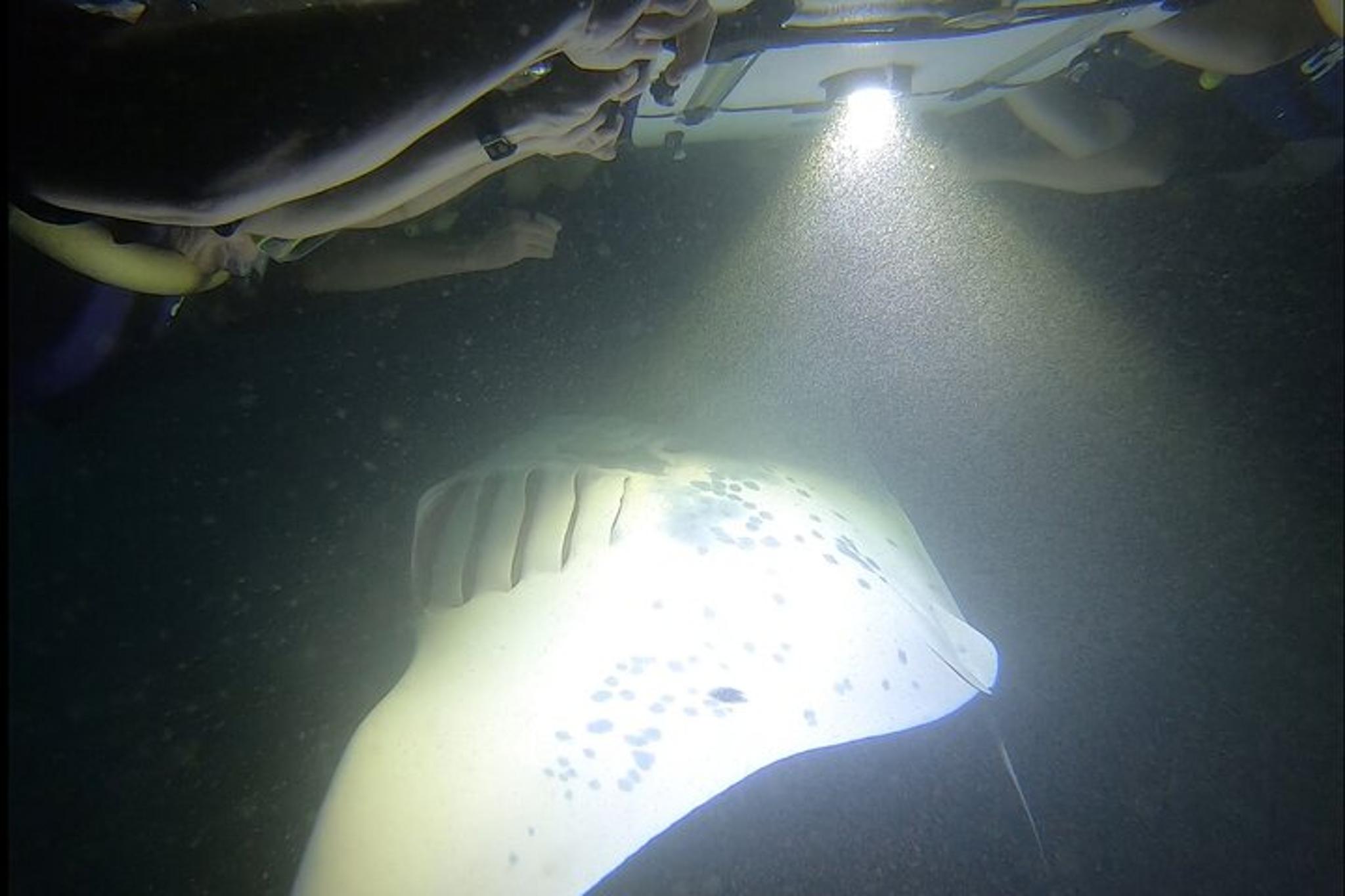 Kona Manta Ray Night Snorkel - Image 6
