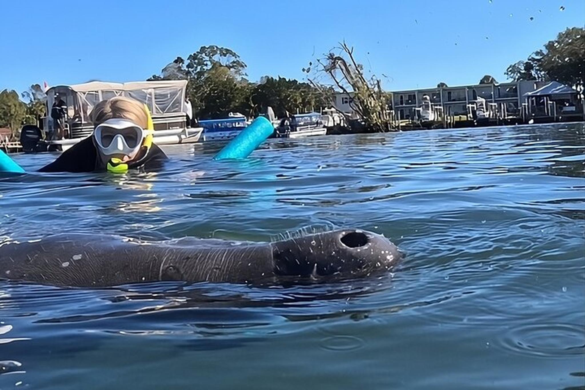 Crystal River Manatee Swim Tour 3 hr - Image 6