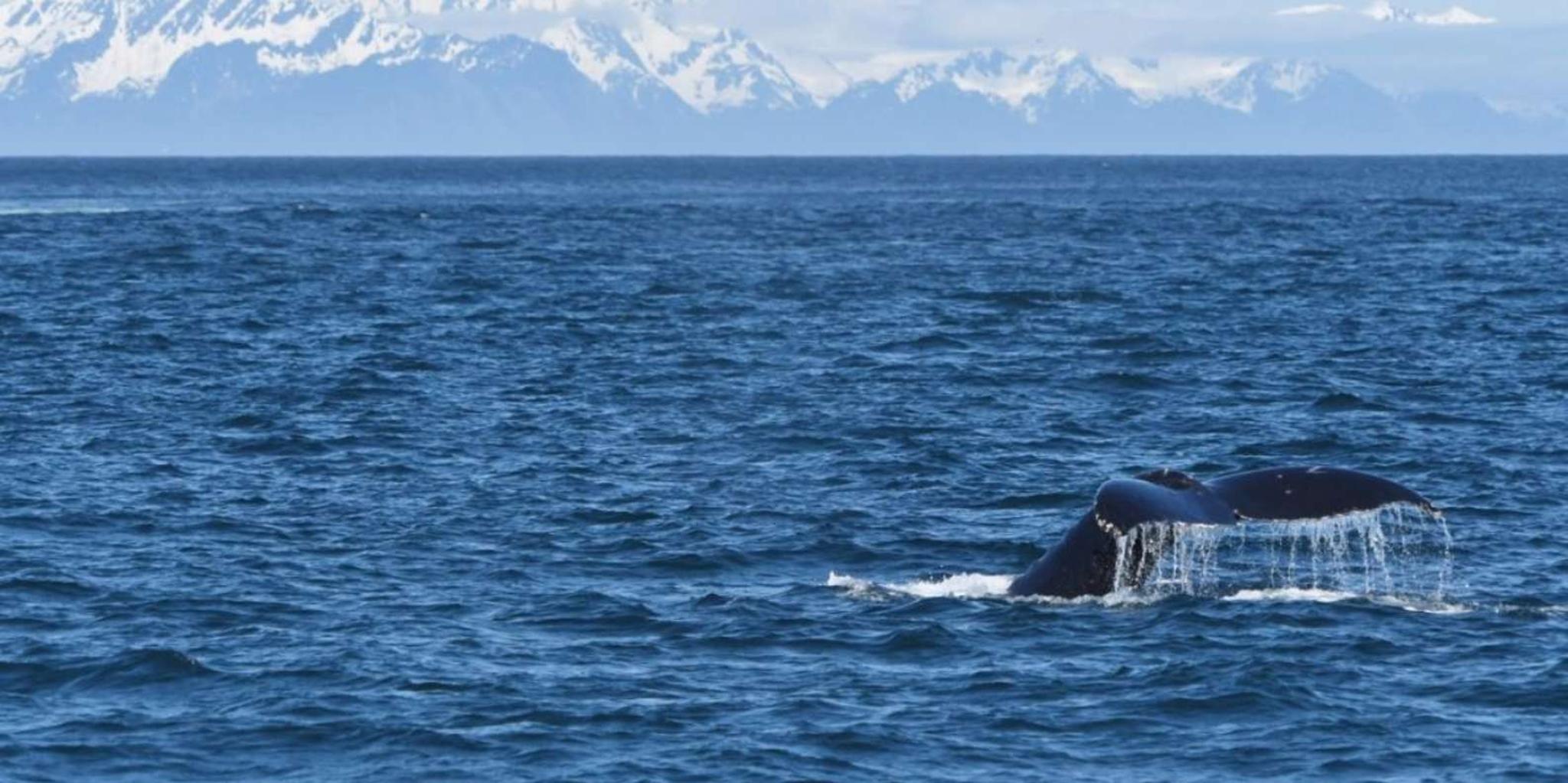 Seward Wildlife Cruise in Spring - Image 2