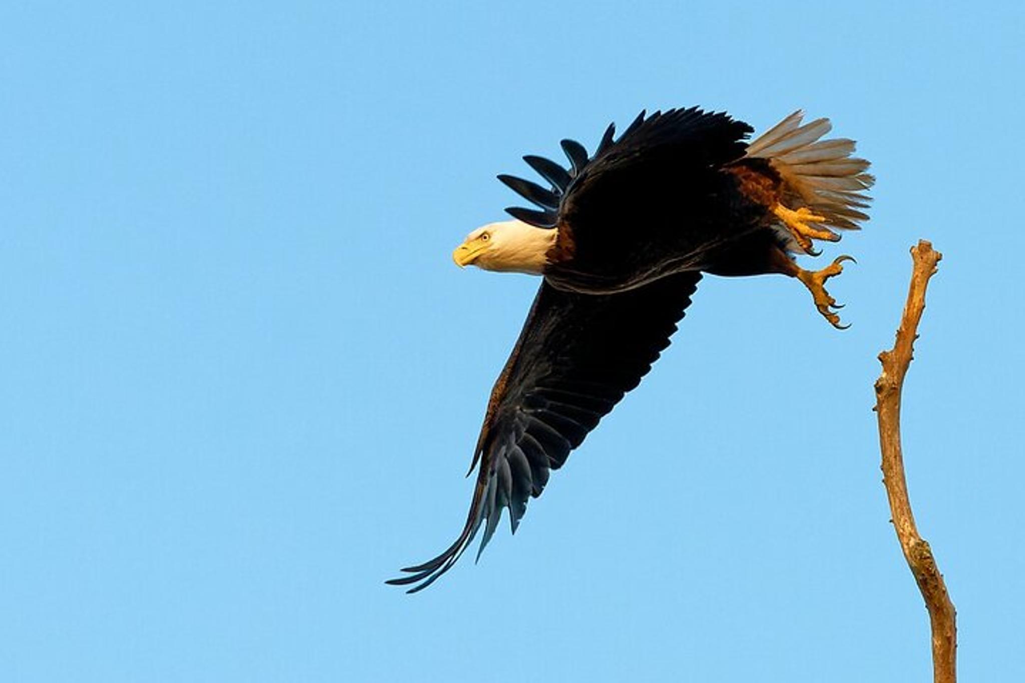 Charleston Wildlife Photography Tour 4 hr - Image 4