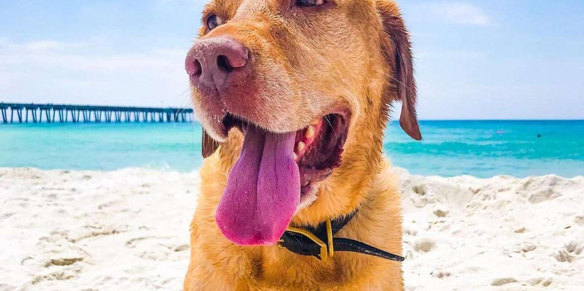 Panama City Beach Pontoon Boat Rental - Image 3