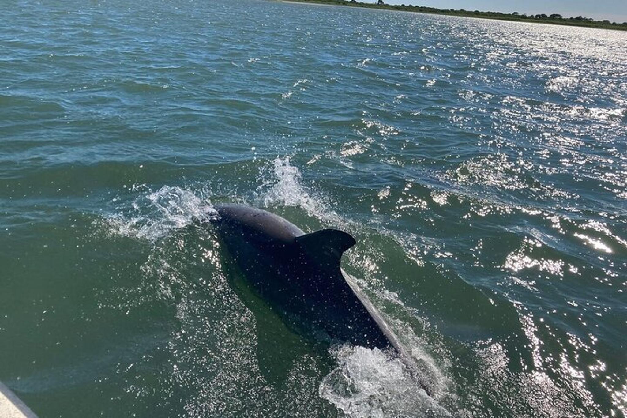 Ocean City Coastal Bays Educational Boat Tour - Image 3