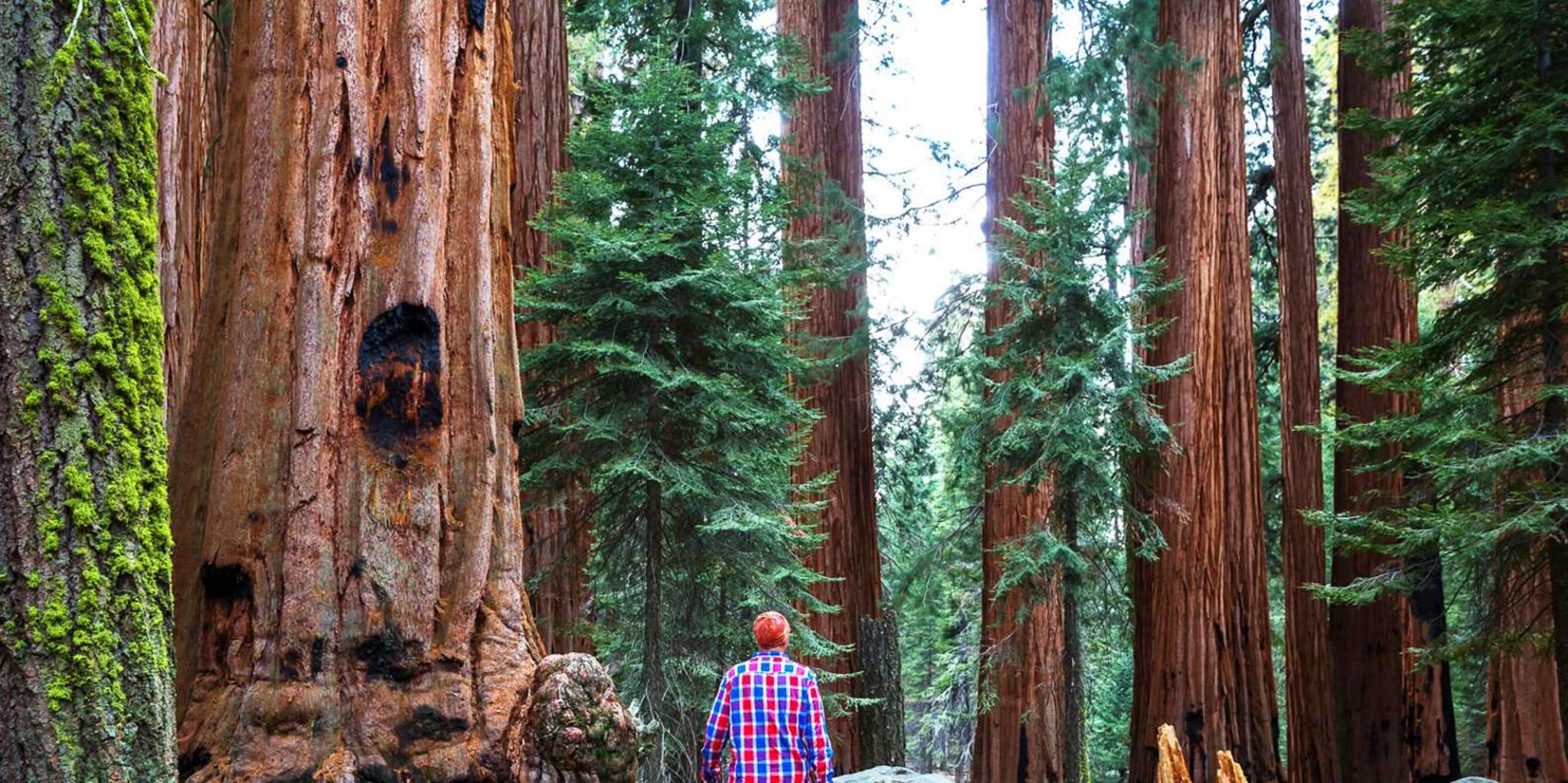 San Francisco Yosemite 3-Day Camping Adventure - Image 4