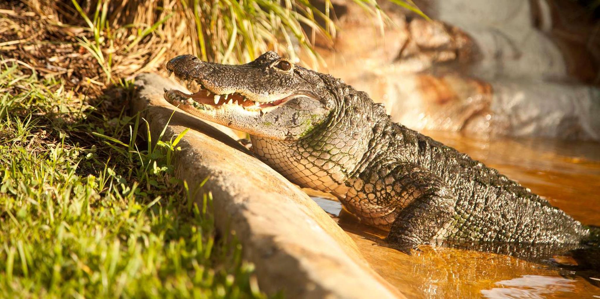 Miami Everglades Airboat Tour with Wildlife Exhibit - Image 5