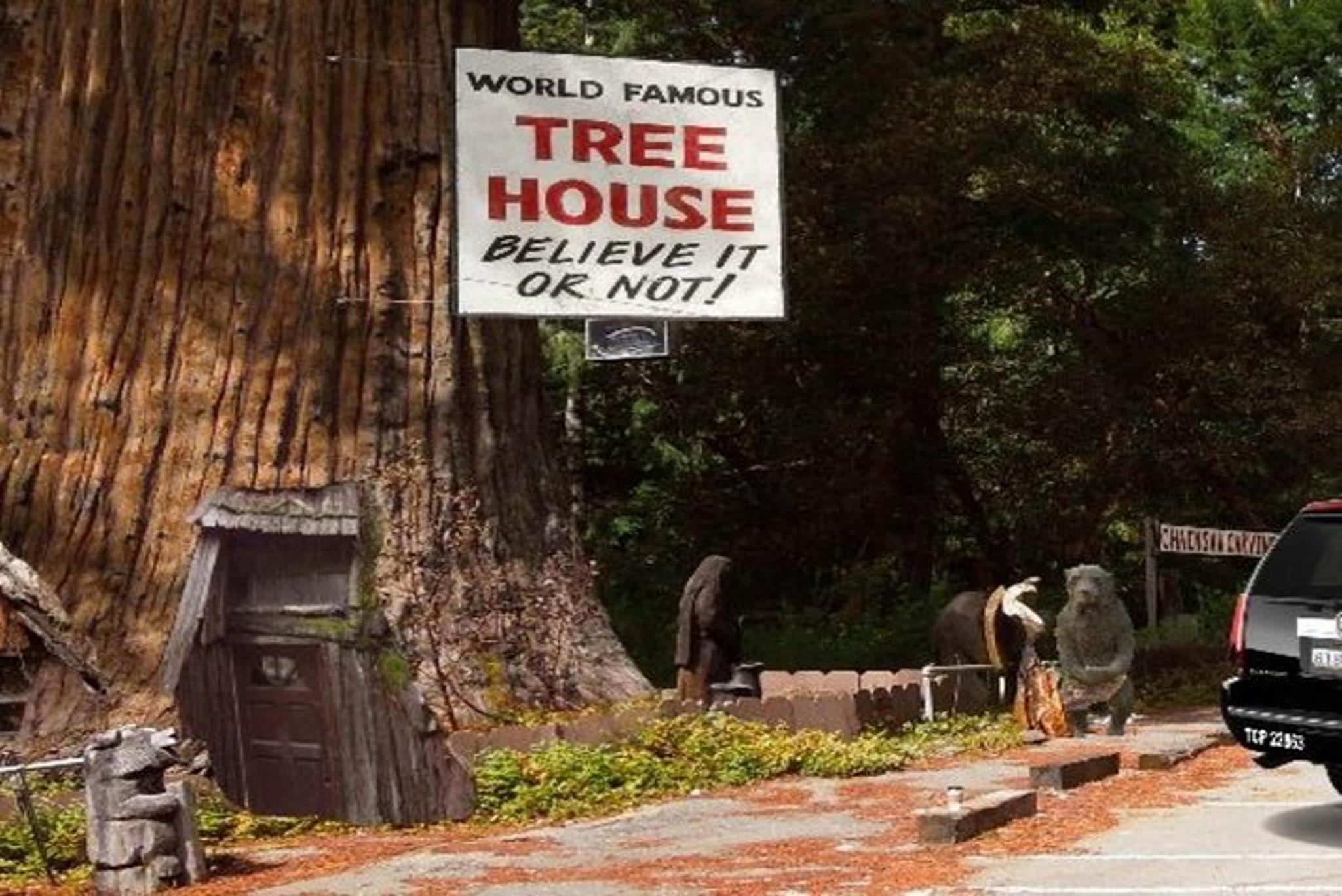 San Francisco Avenue of the Giants Redwood Tour - Image 4