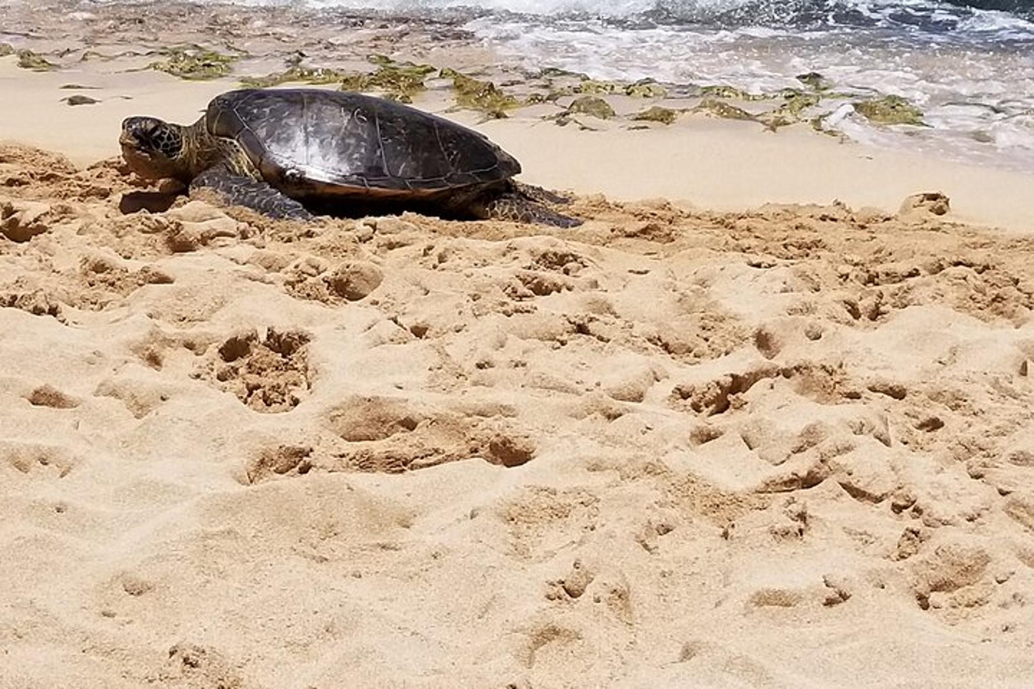 Honolulu Circle Island Tour with Pearl Harbor - Image 4