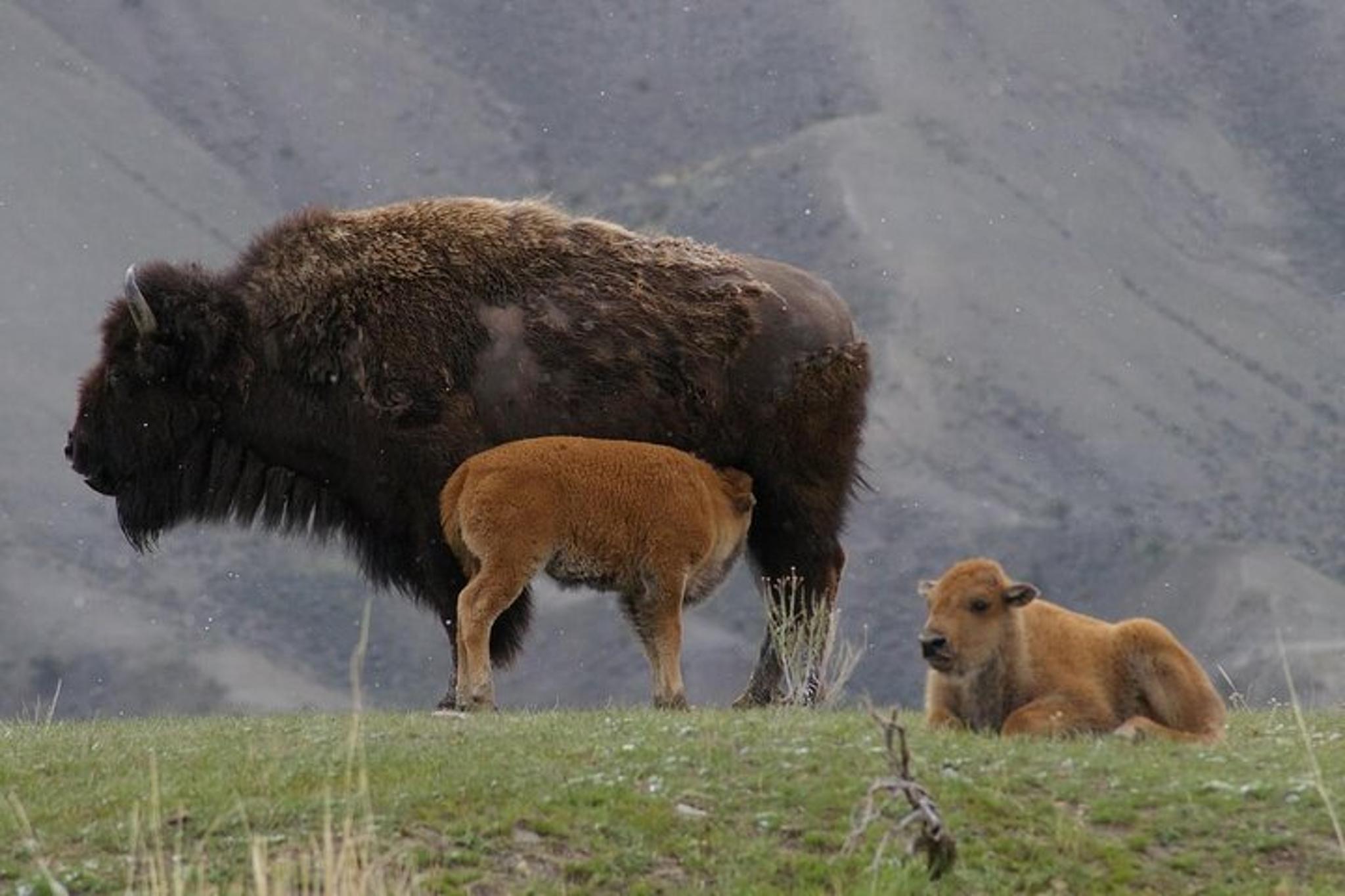 Yellowstone Wildlife Safari in Lamar Valley