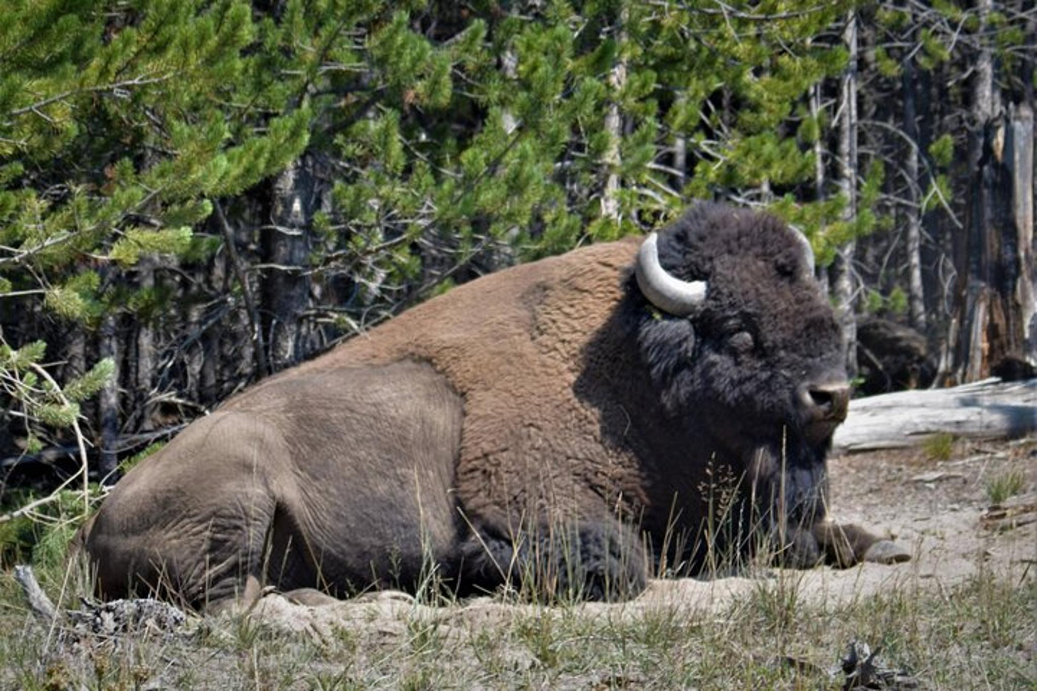 Yellowstone National Park Tour Upper and Lower Loop 2 Days - Image 2
