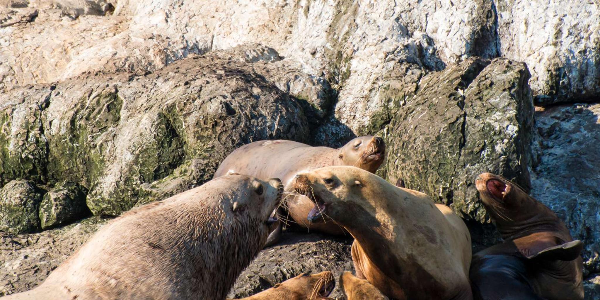 Seward Resurrection Bay Wildlife Cruise 4 hr - Image 3