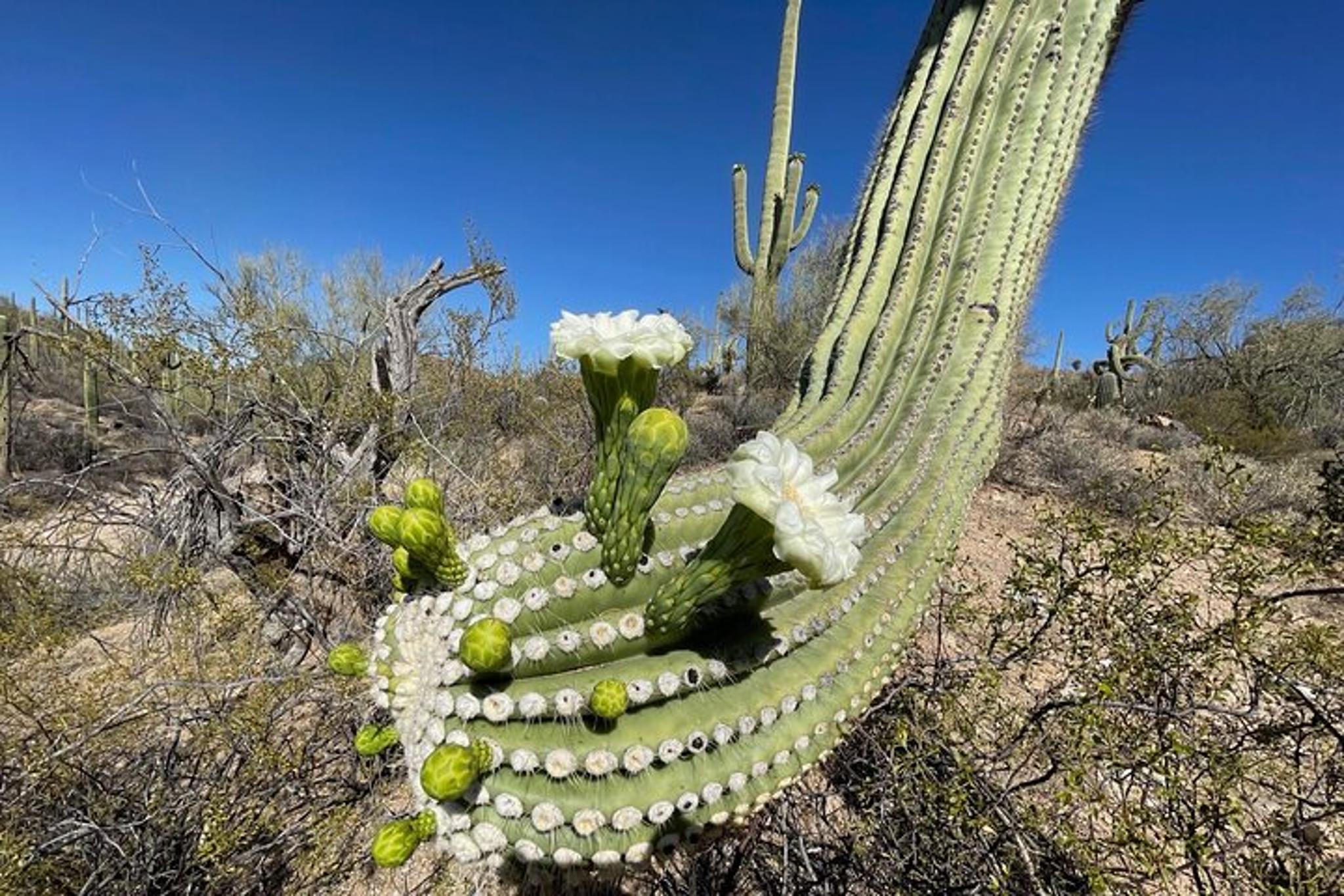Tucson Saguaro National Park Guided Hikes - Image 1