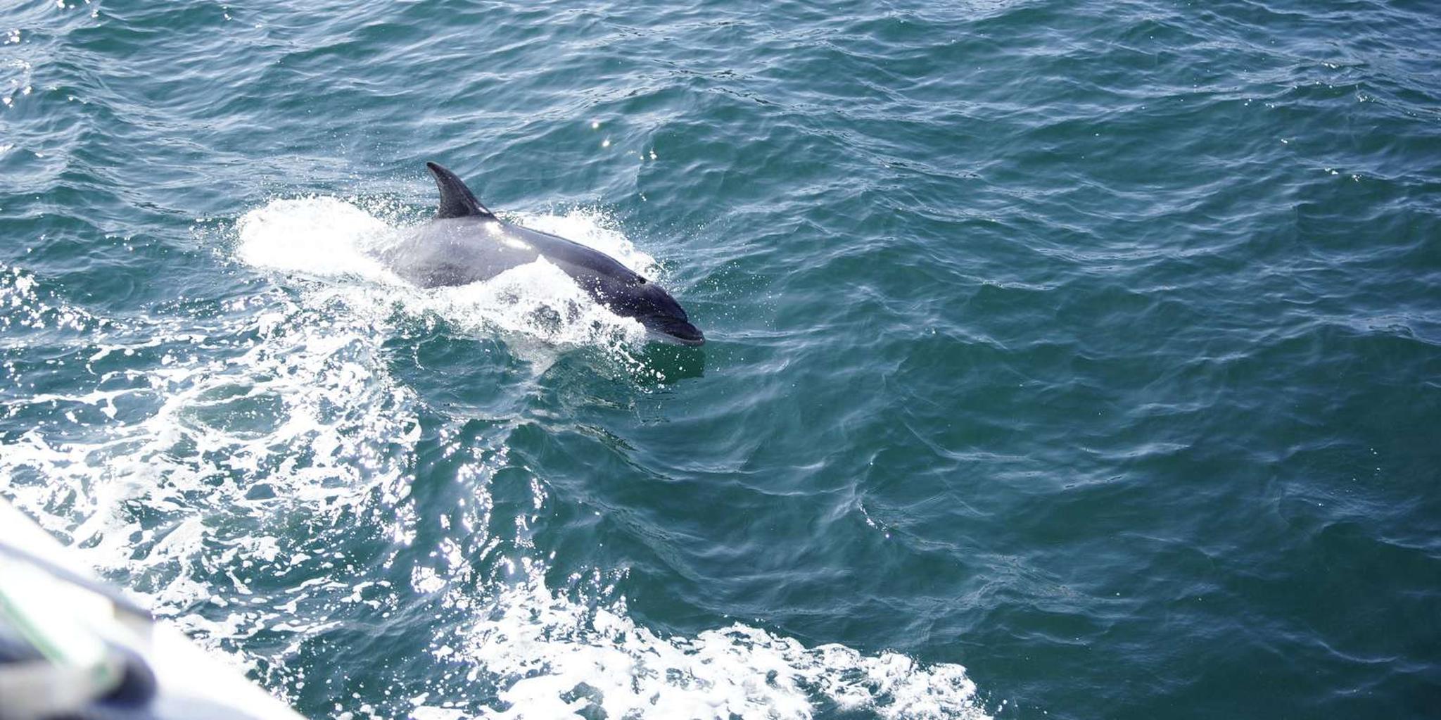 St. Augustine Dolphin Watching Harbor Tour - Image 4