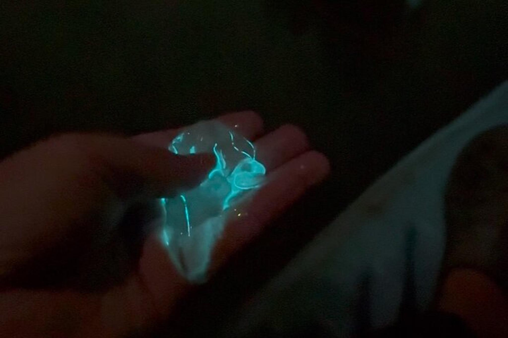 Titusville Bioluminescence Rafting Tour - Image 4