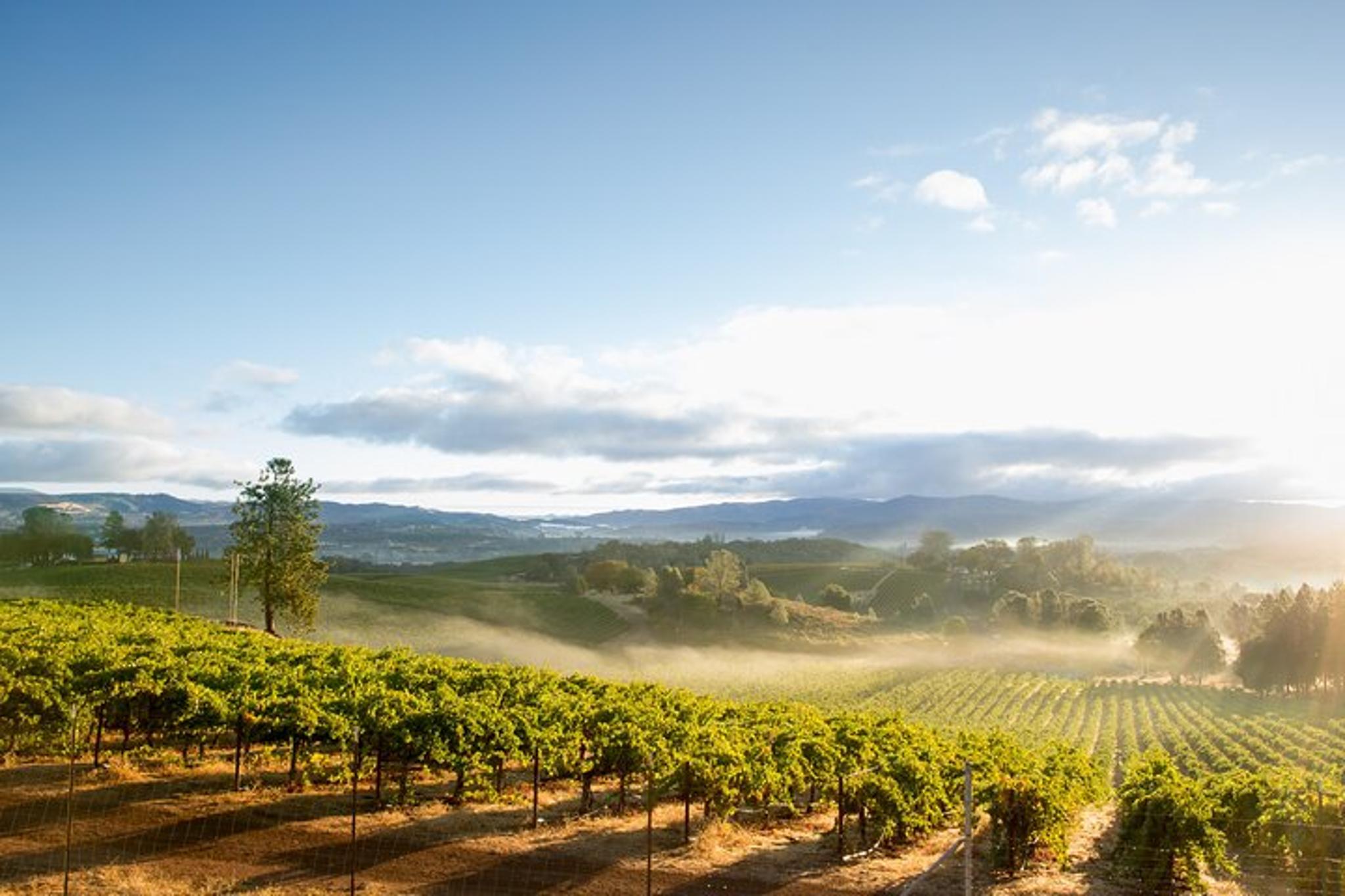 San Francisco Napa Valley Wine Tour with Tastings - Image 6