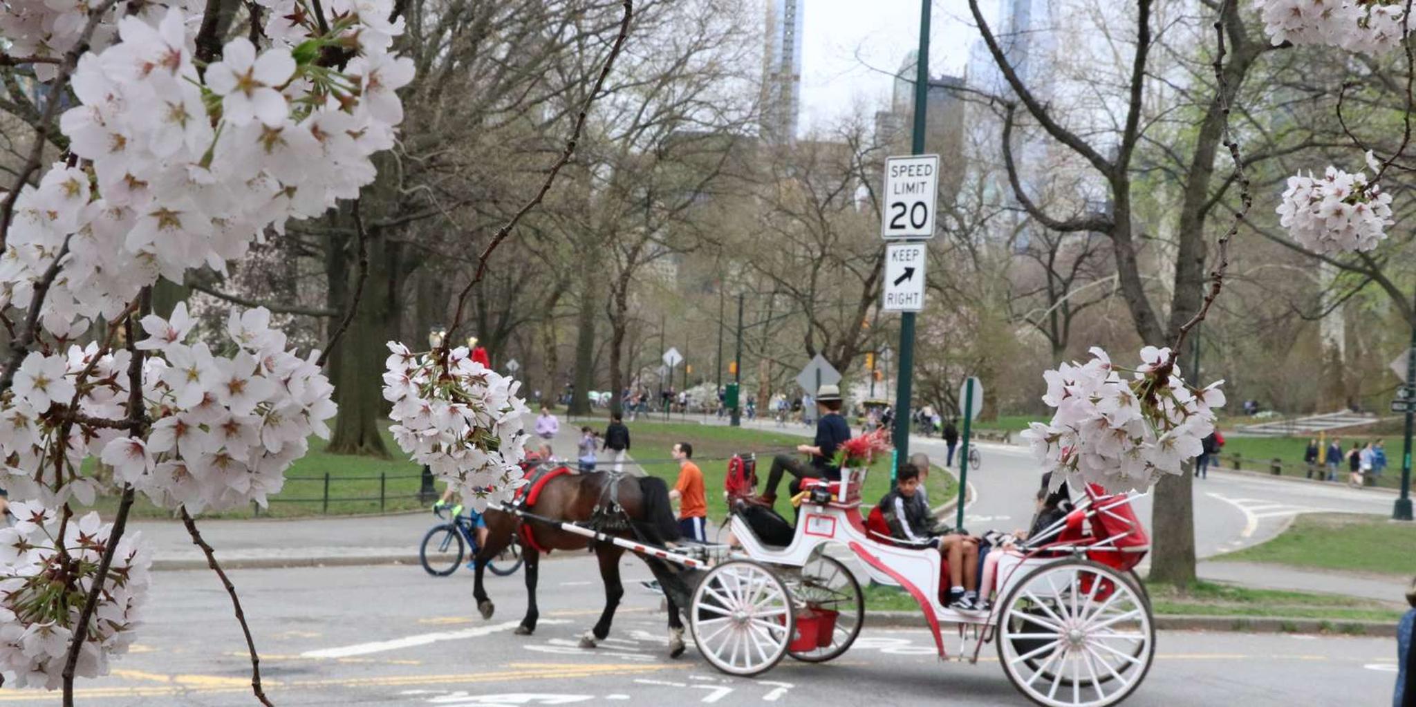 New York Central Park Carriage Tour - Image 2