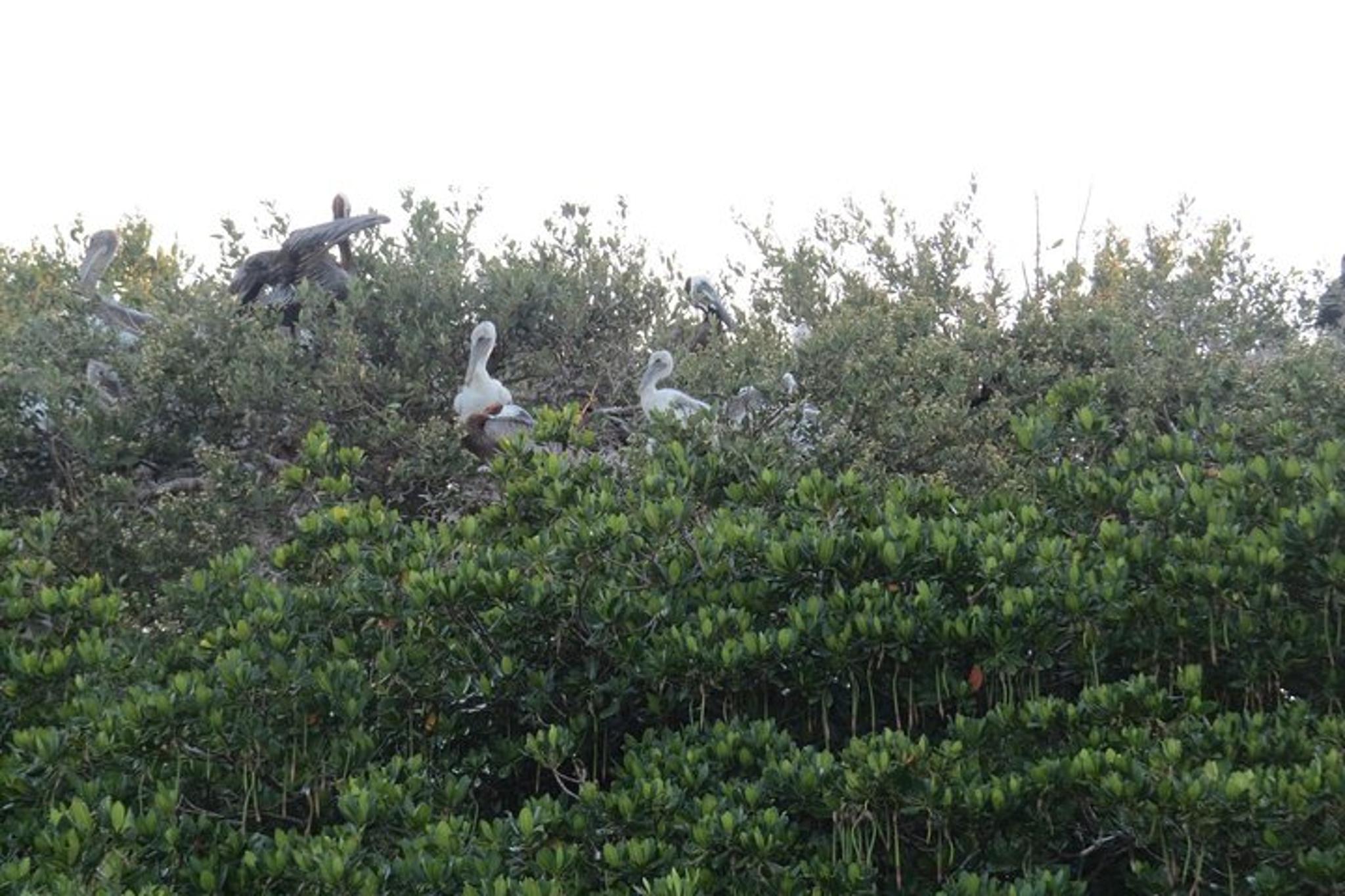 Gulf of Mexico Sunset Cruise - Image 6