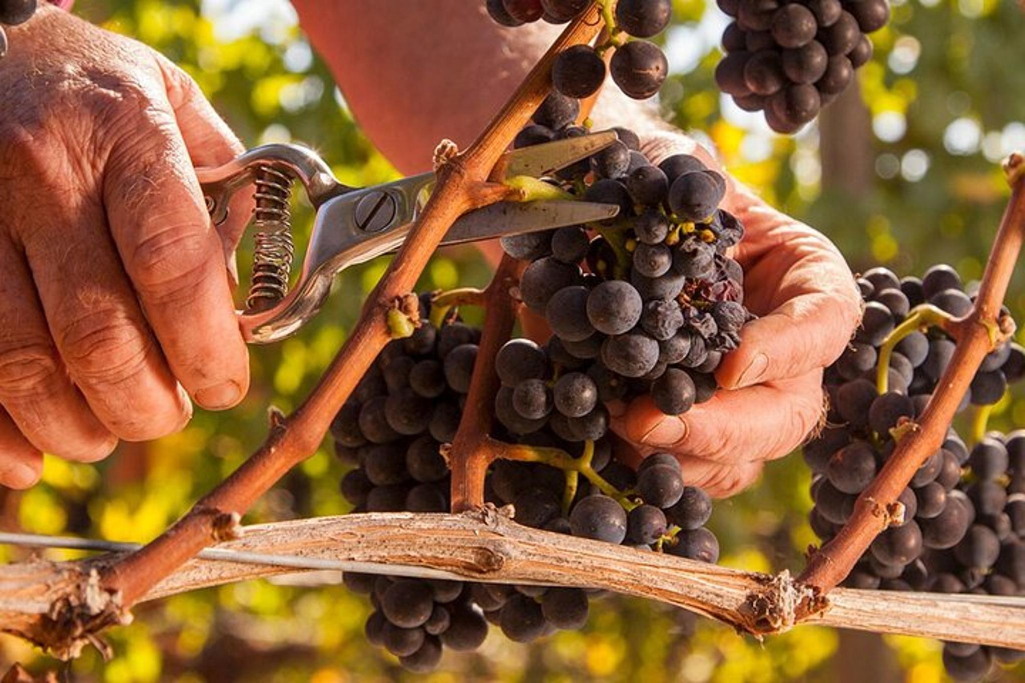 Portland Willamette Valley Wine Tour - Image 6