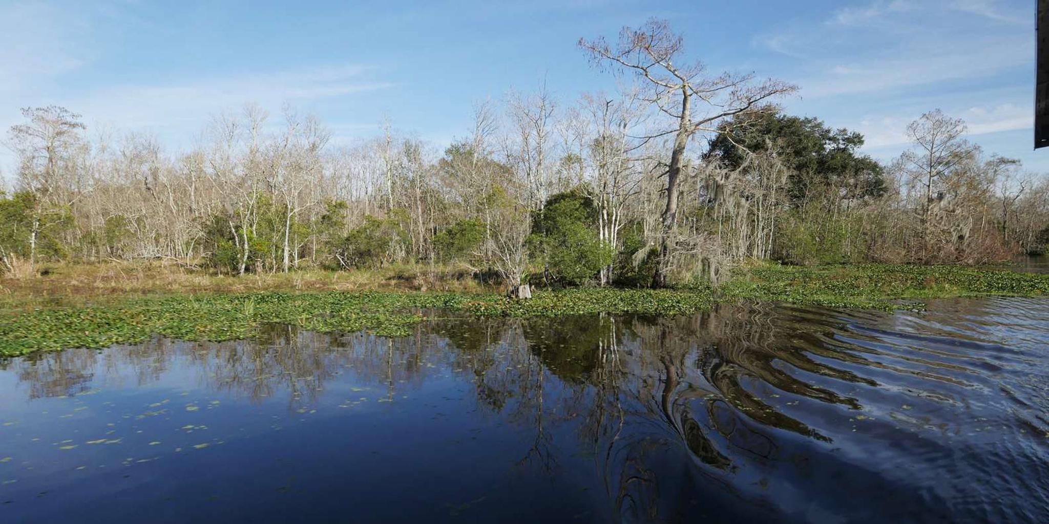 New Orleans Airboat or Pontoon Boat Cruise - Image 3