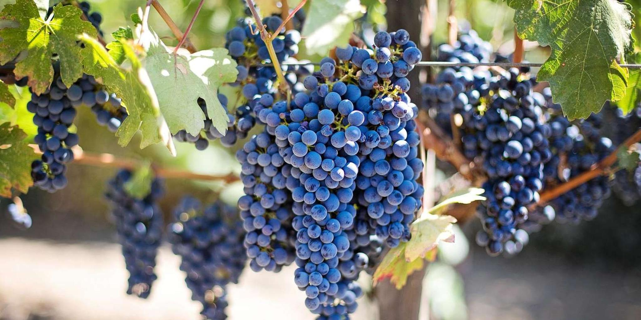 San Francisco Napa Valley Winery Tour - Image 1